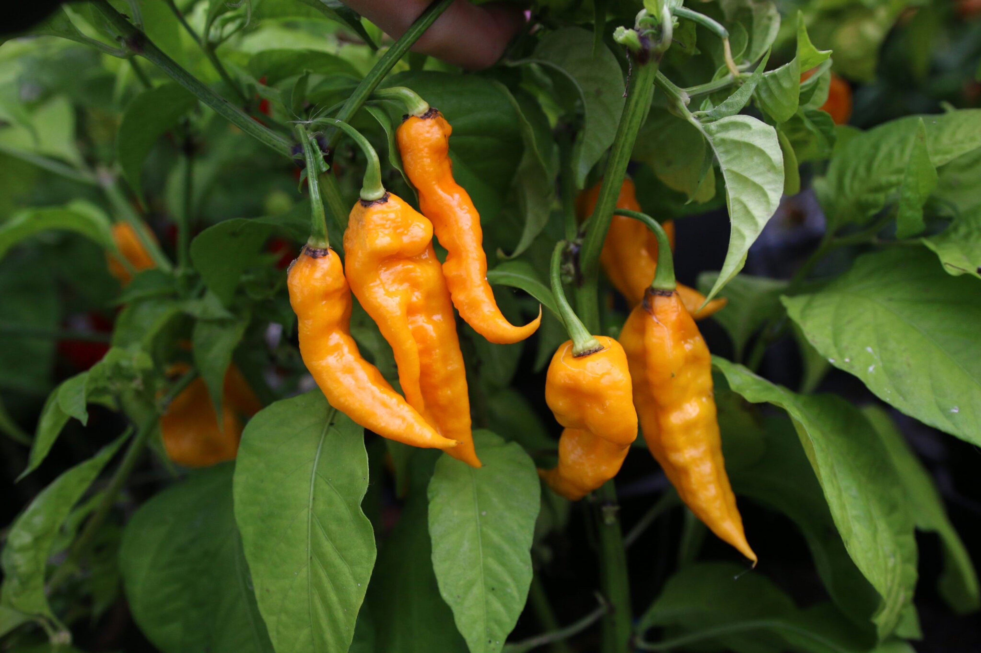 T-Rex Yellow - Svenskodlade chilifrön från Svenska Frön