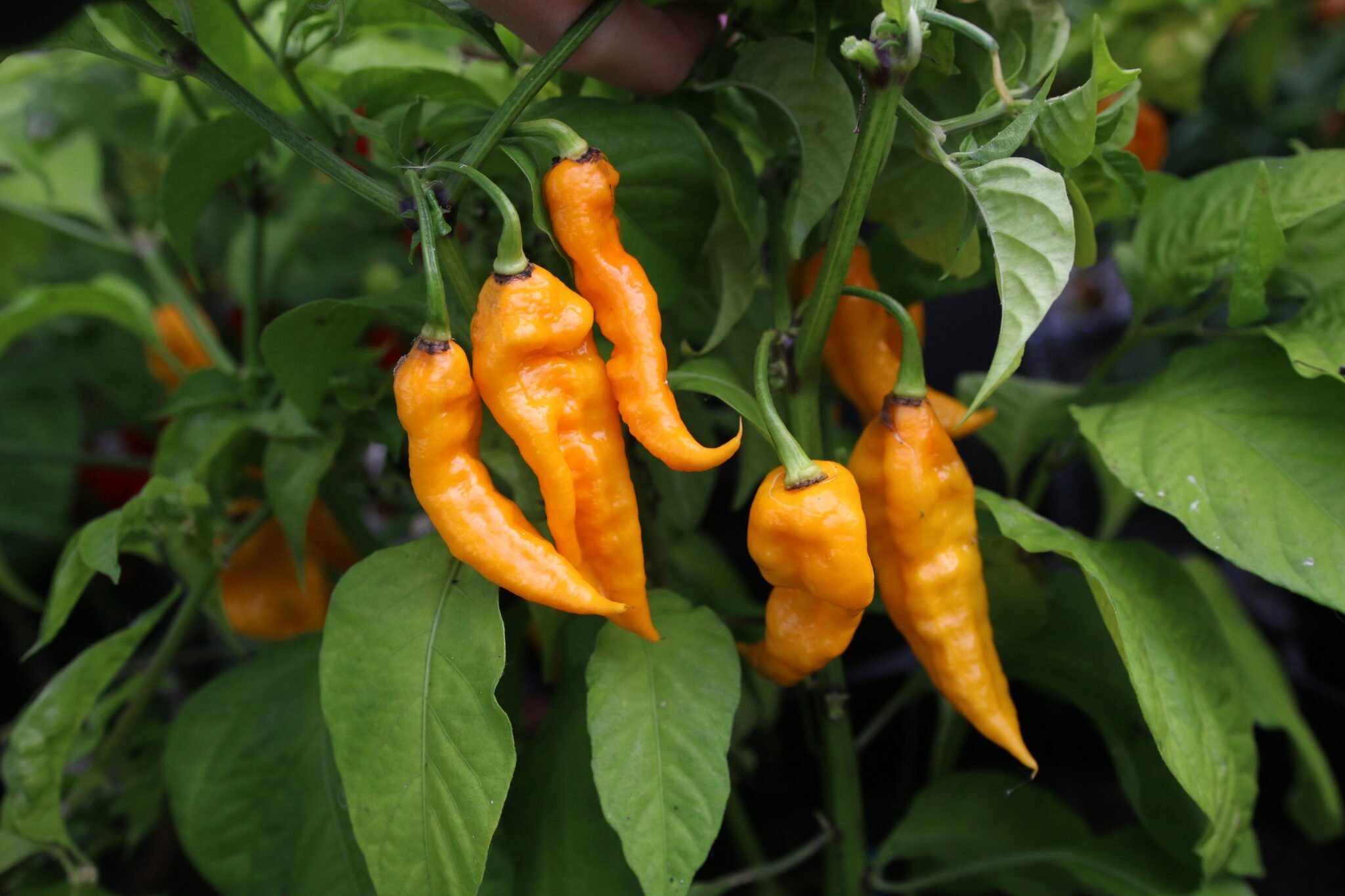 Köp T-Rex Yellow - Chilifrön online hos Svenska Frön T-Rex Yellow - Svenskodlade chilifrön från Svenska Frön