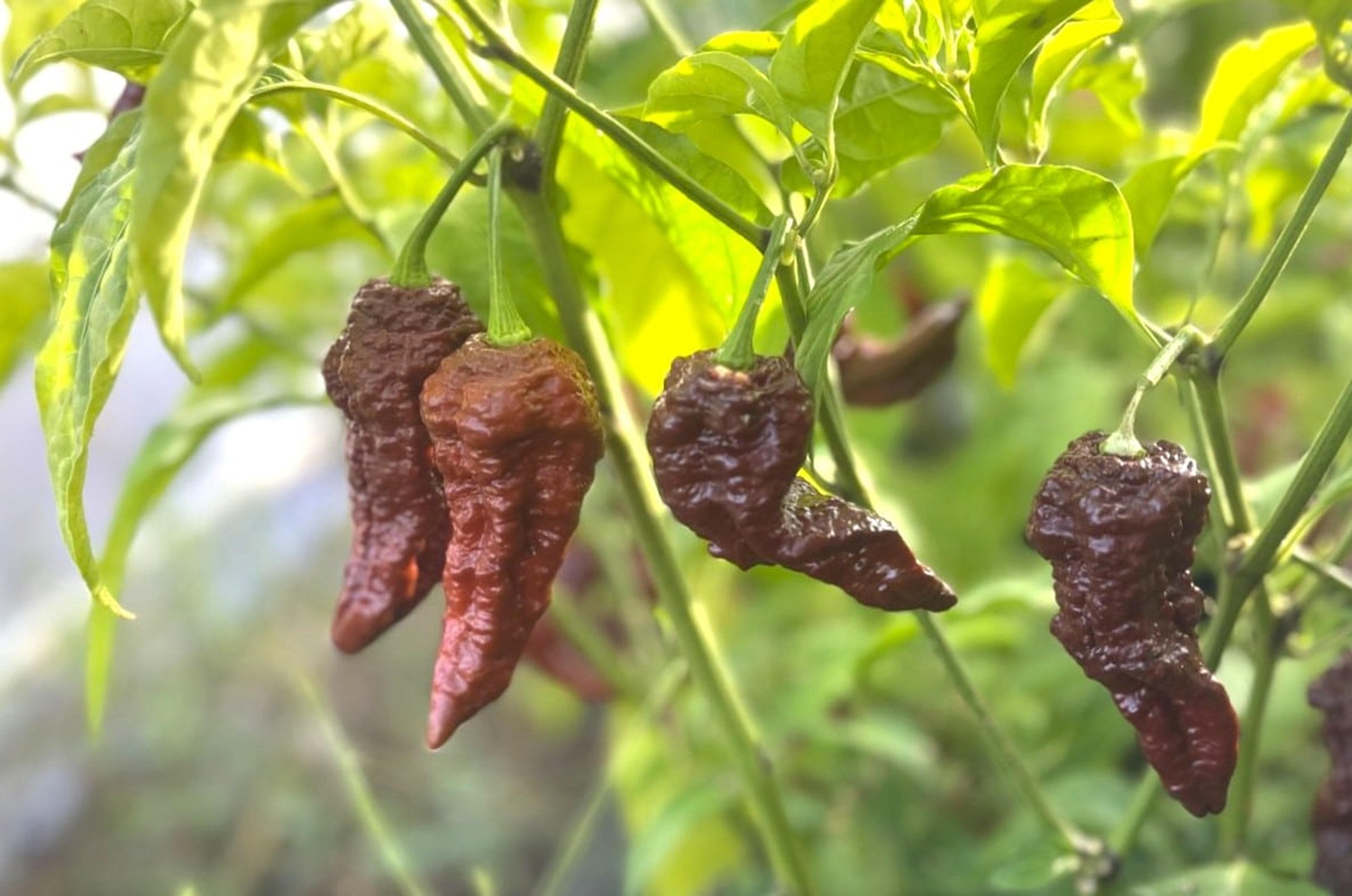 Chocolate Naga Viper Gnarly - Svenskodlade chilifrön från Svenska Frön