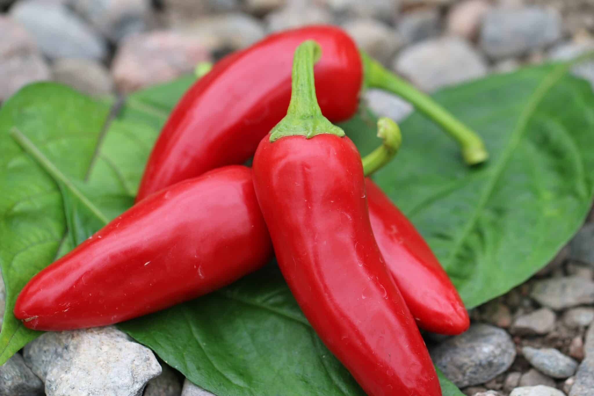 Köp Jalaro - Chilifrön online hos Svenska Frön Jalaro - Svenskodlade chilifrön från Svenska Frön