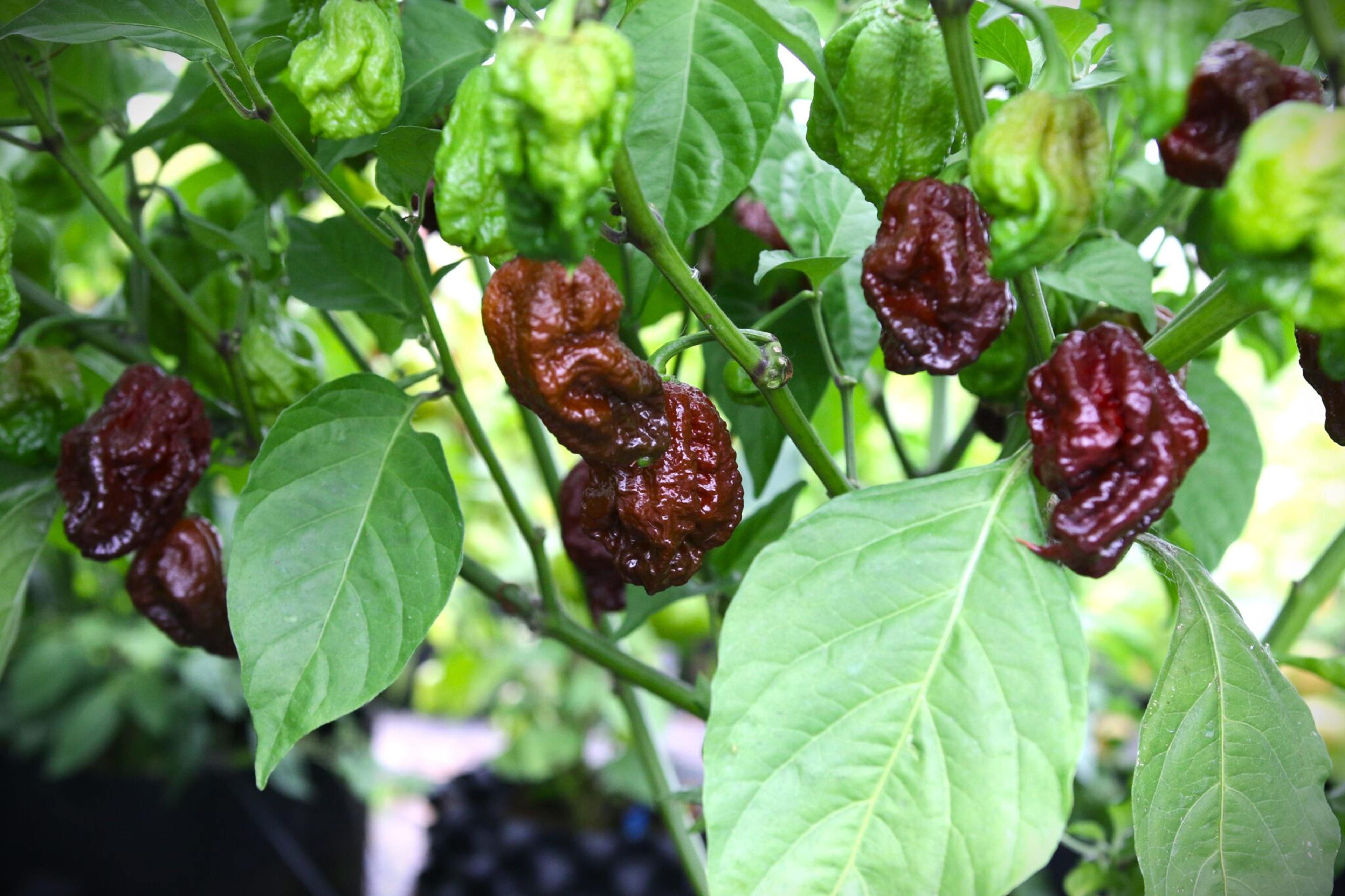 Trinidad Moruga Scorpion Chocolate miniatyrbild 1