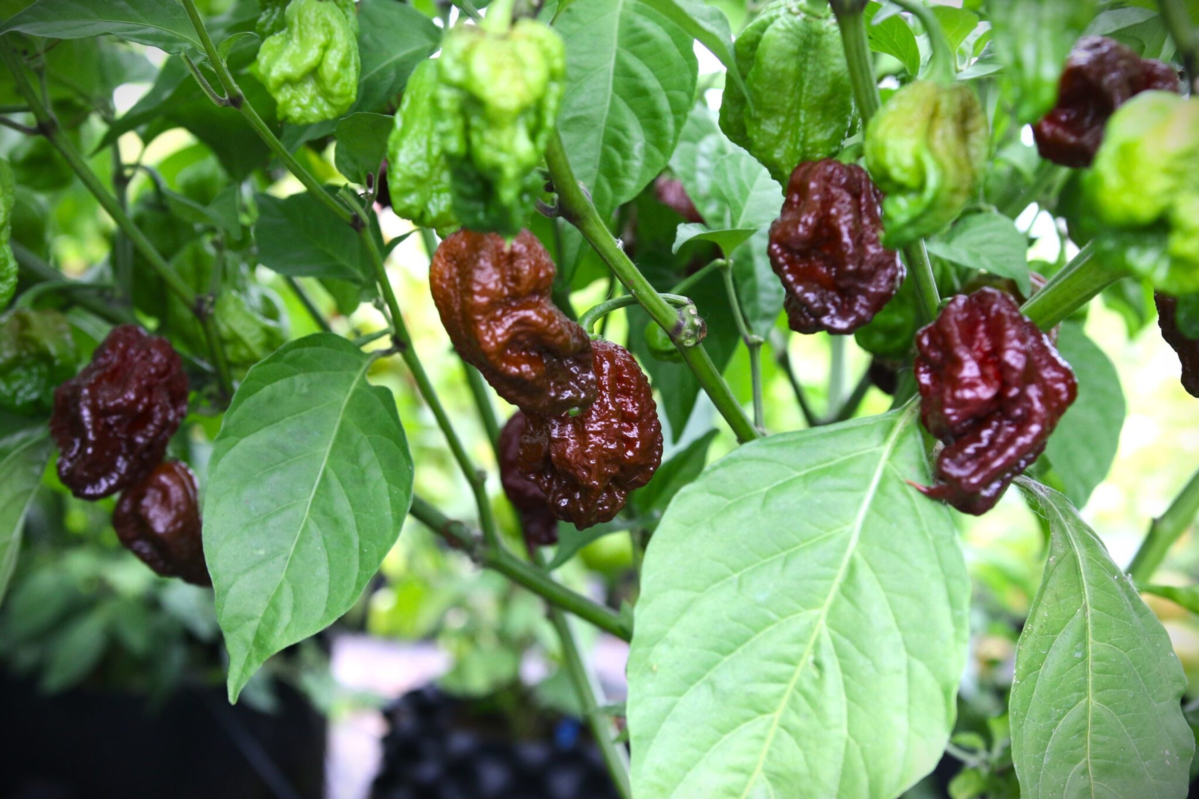 Trinidad Moruga Scorpion Chocolate - Svenskodlade chilifrön från Svenska Frön