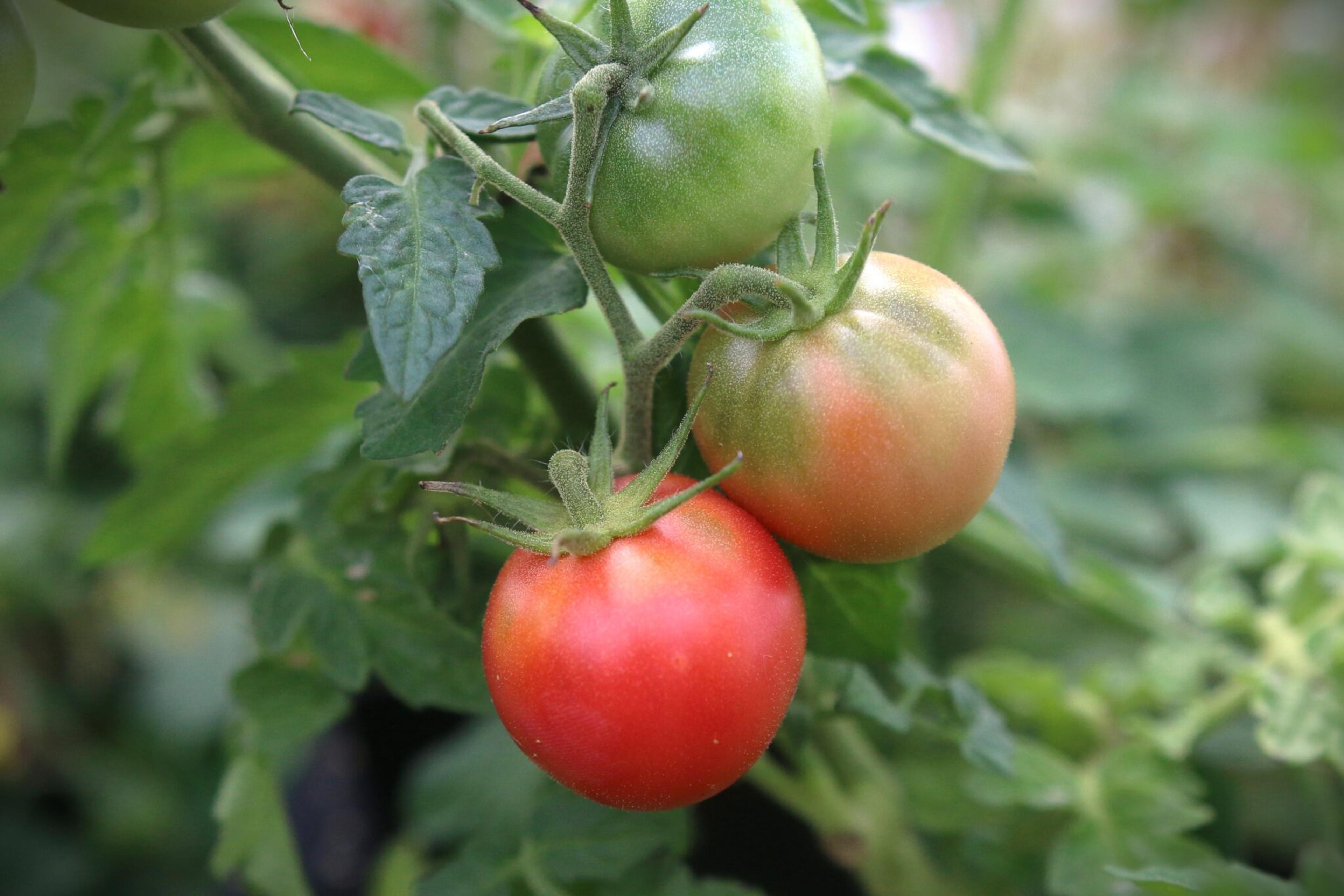 Pink Opal miniatyrbild 3