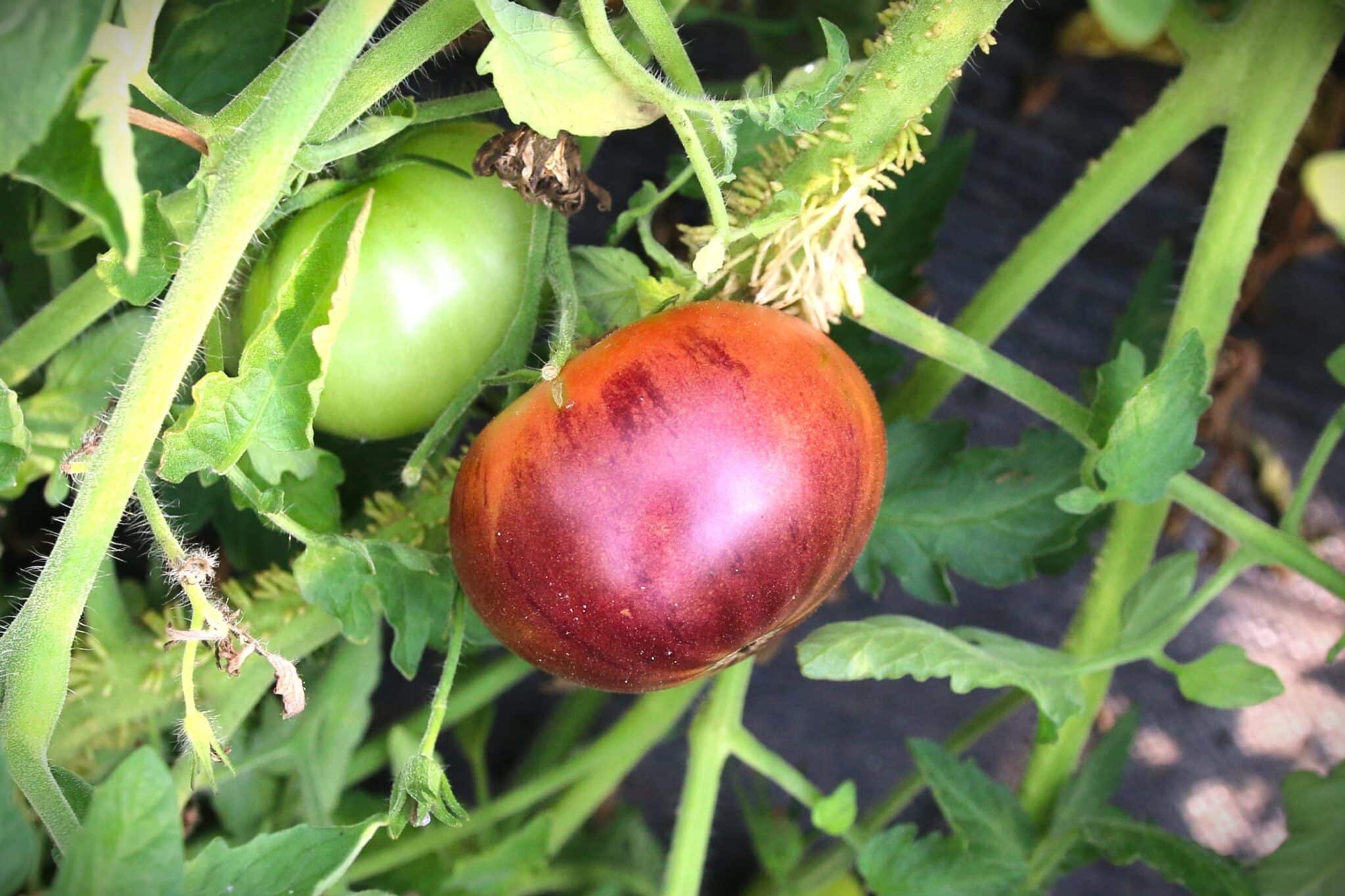 Purple Marvel - Svenskodlade tomatfrön från Svenska Frön