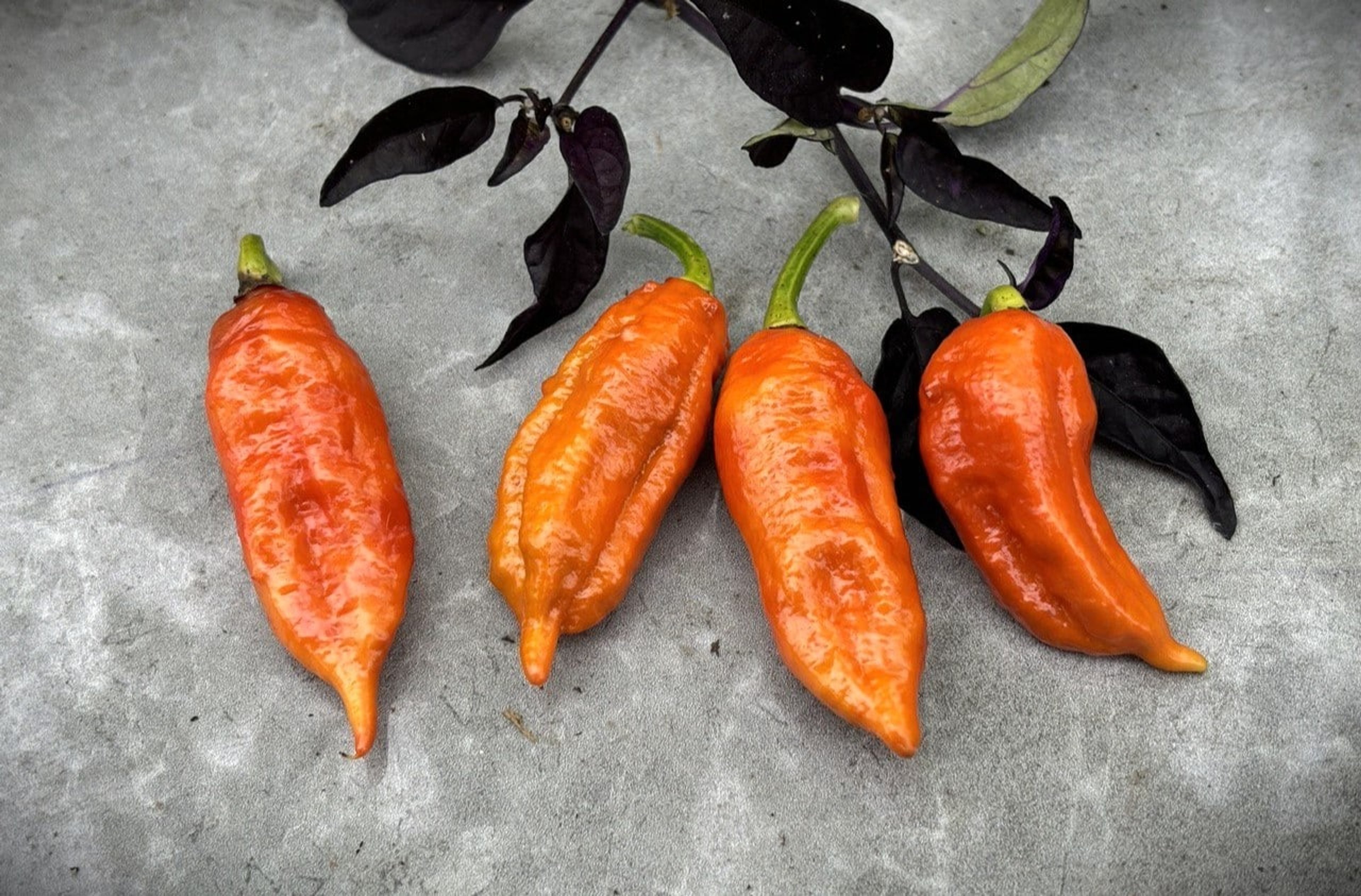 Bhutlah Brown - Svenskodlade chilifrön från Svenska Frön