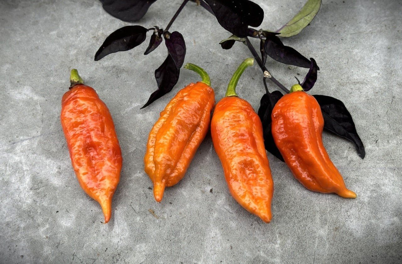 Köp Bhutlah Brown - Chilifrön online hos Svenska Frön Bhutlah Brown - Svenskodlade chilifrön från Svenska Frön