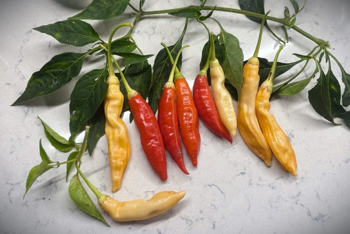 Köp Aji Omnicolor x Starfish - Chilifrön online hos Svenska Frön Aji Omnicolor x Starfish - Svenskodlade chilifrön från Svenska Frön