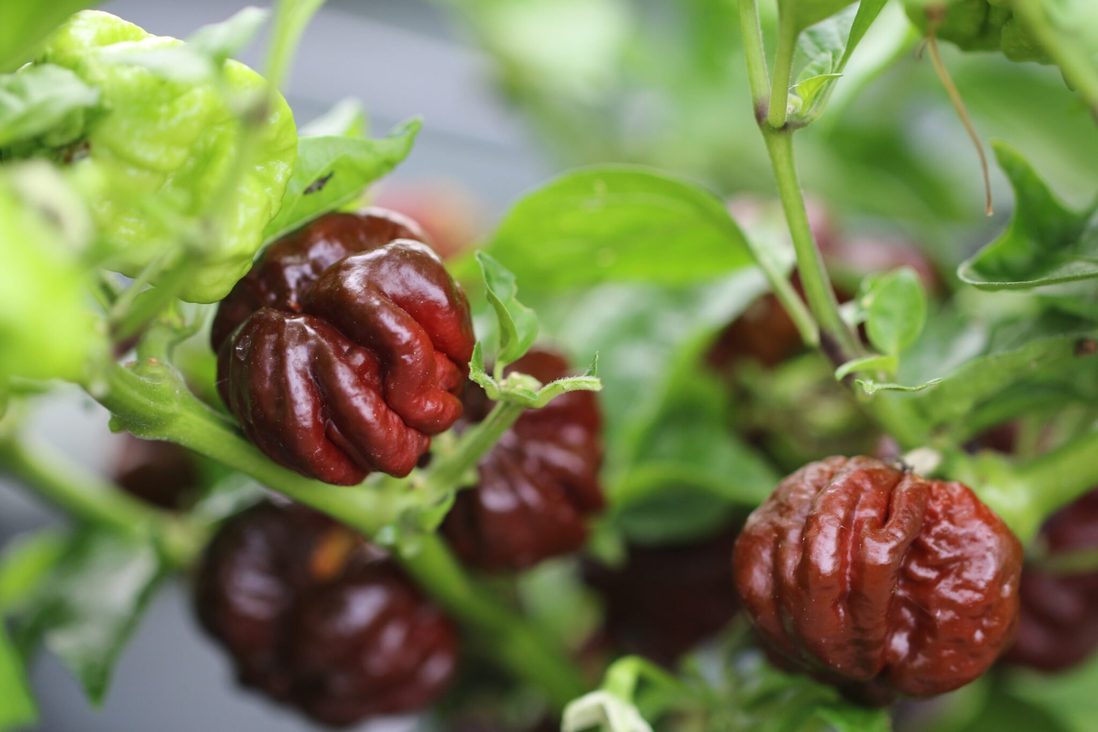 7 Pot Rennie Chocolate - Svenskodlade chilifrön från Svenska Frön