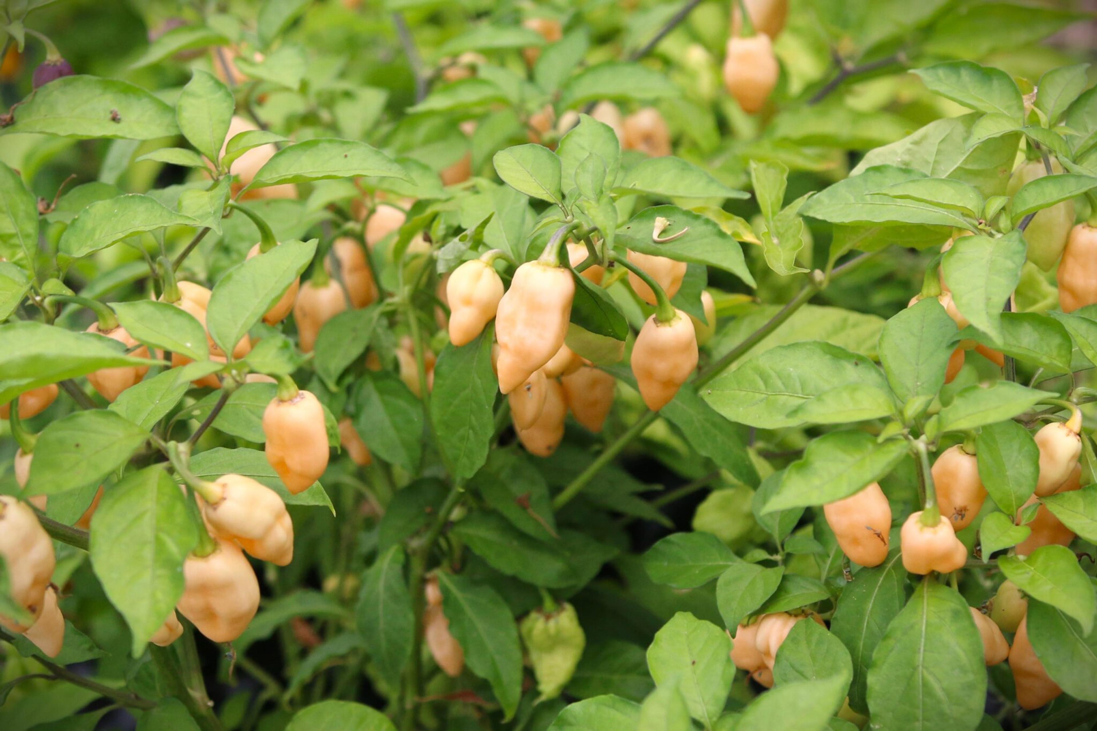 Habanero Cotton Candy miniatyrbild 3