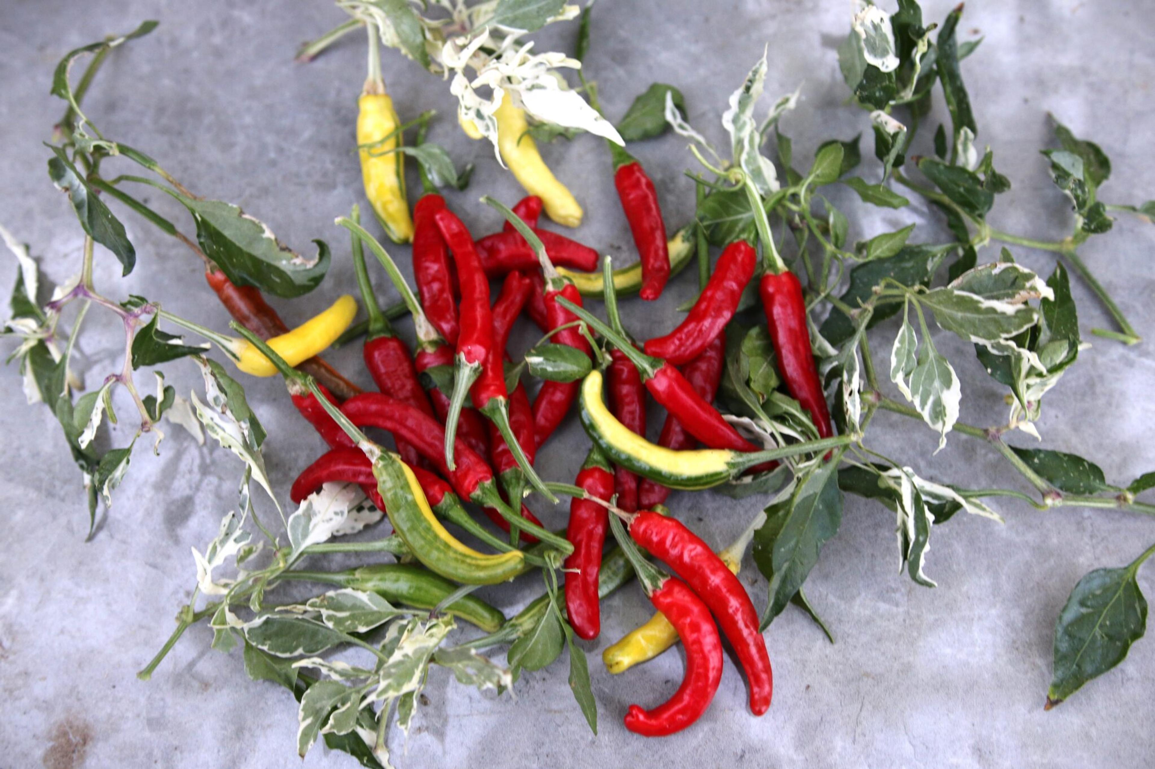 Tiger Thunder miniatyrbild 1