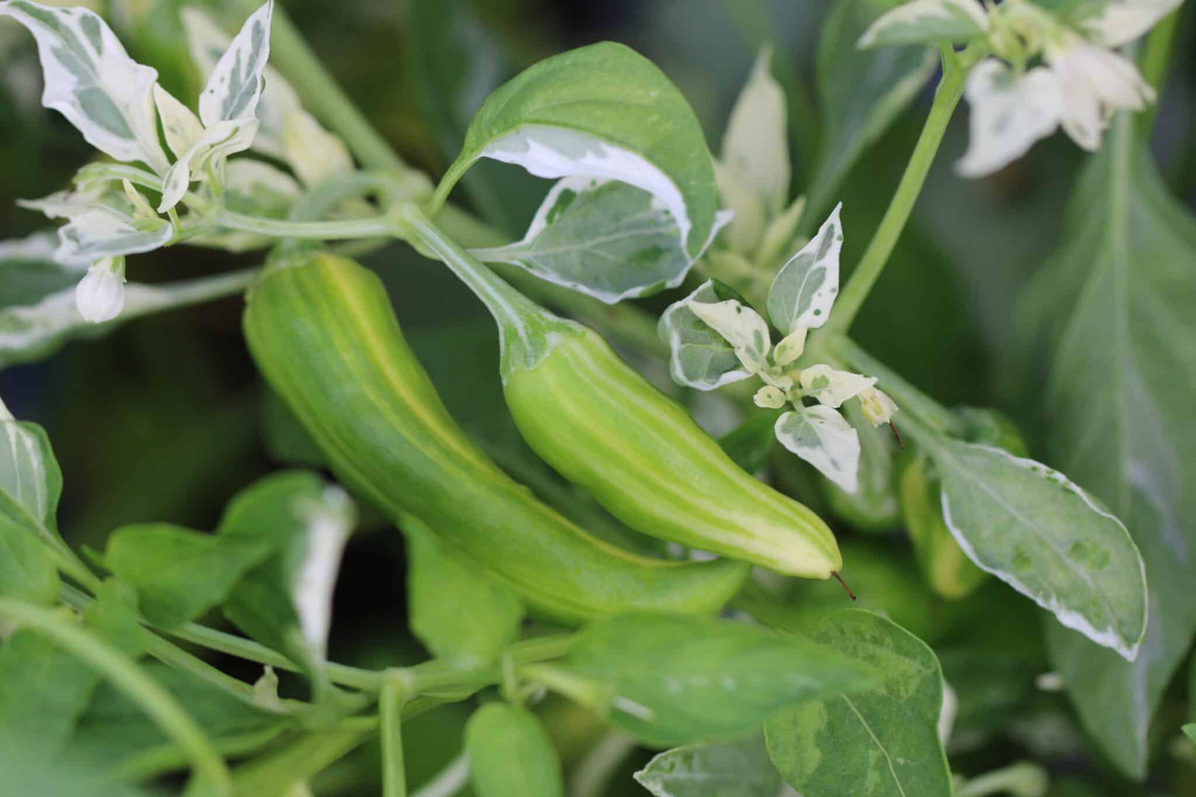 Fish Pepper miniatyrbild 3