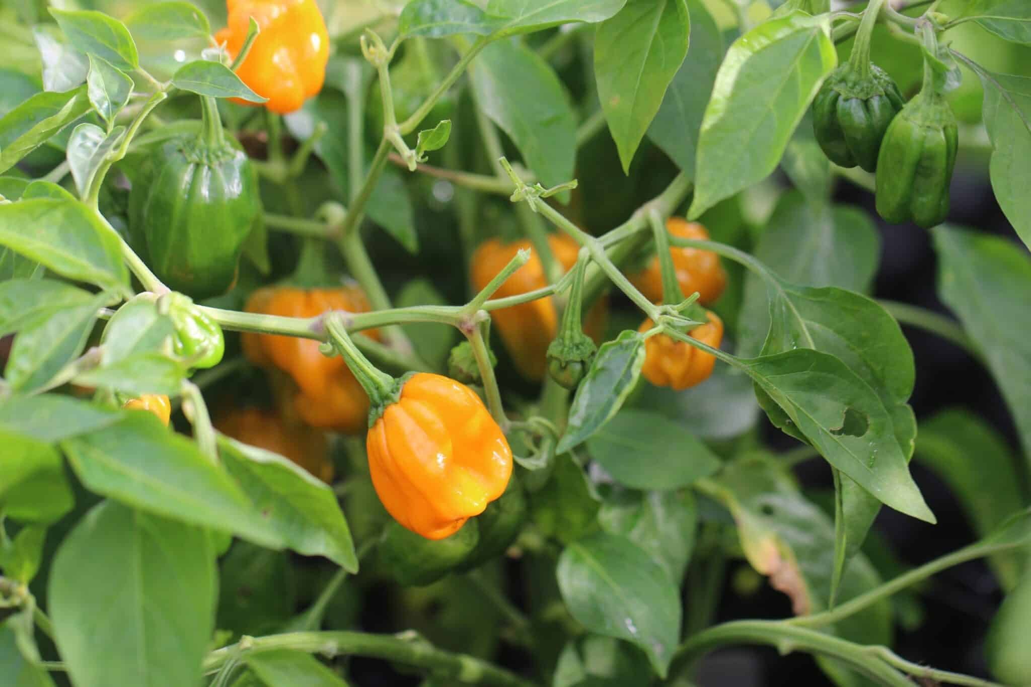 Köp Habanero Orange Devil - Chilifrön online hos Svenska Frön Habanero Orange Devil - Svenskodlade chilifrön frÄn Svenska Frön