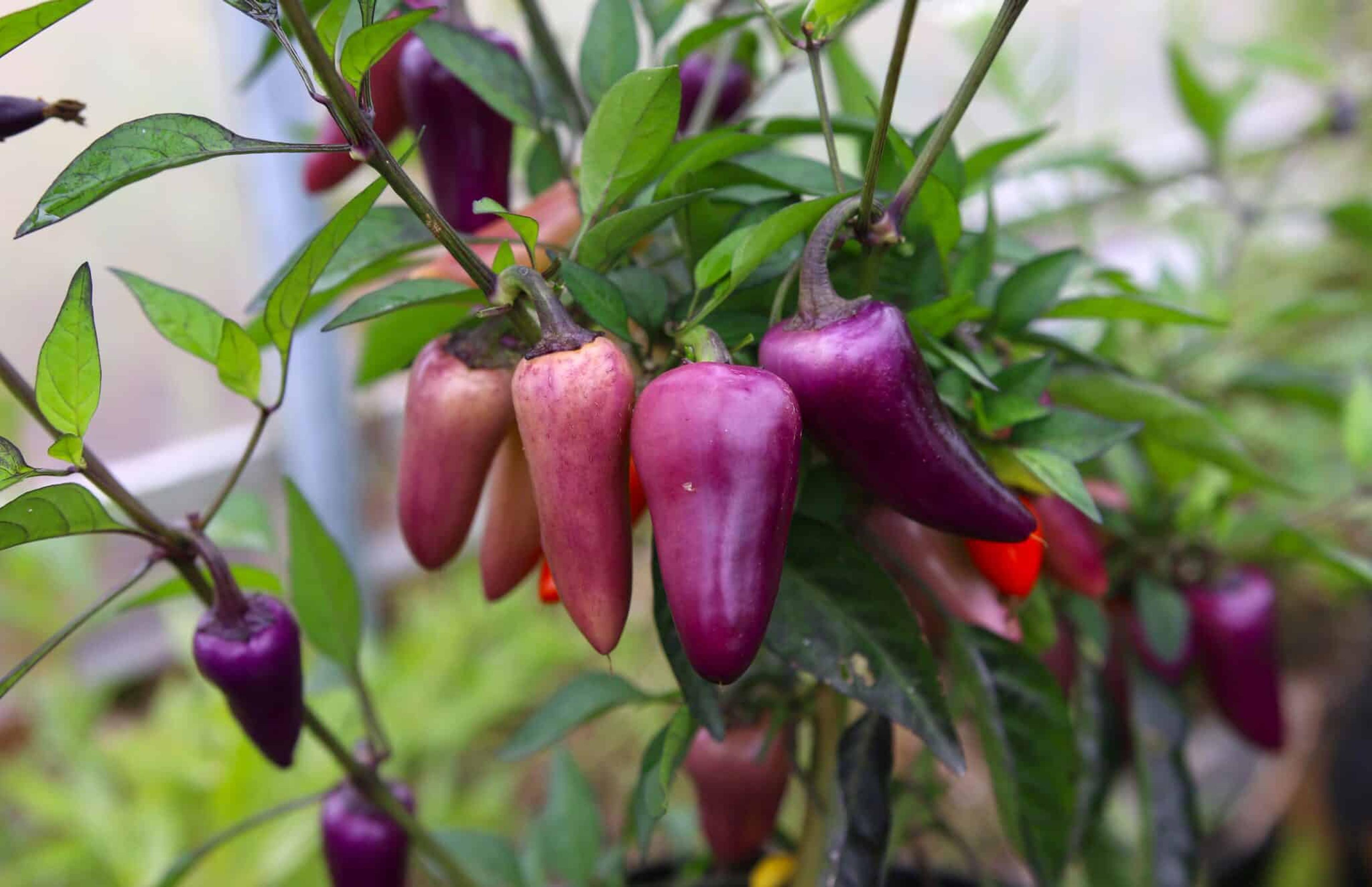 Jalapeno Multicolor miniatyrbild 1
