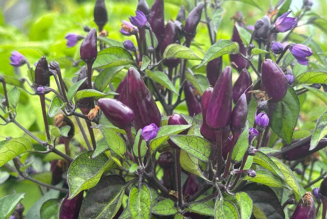 Köp Filius Blue - Chilifrön online hos Svenska Frön Filius Blue - Svenskodlade chilifrön från Svenska Frön