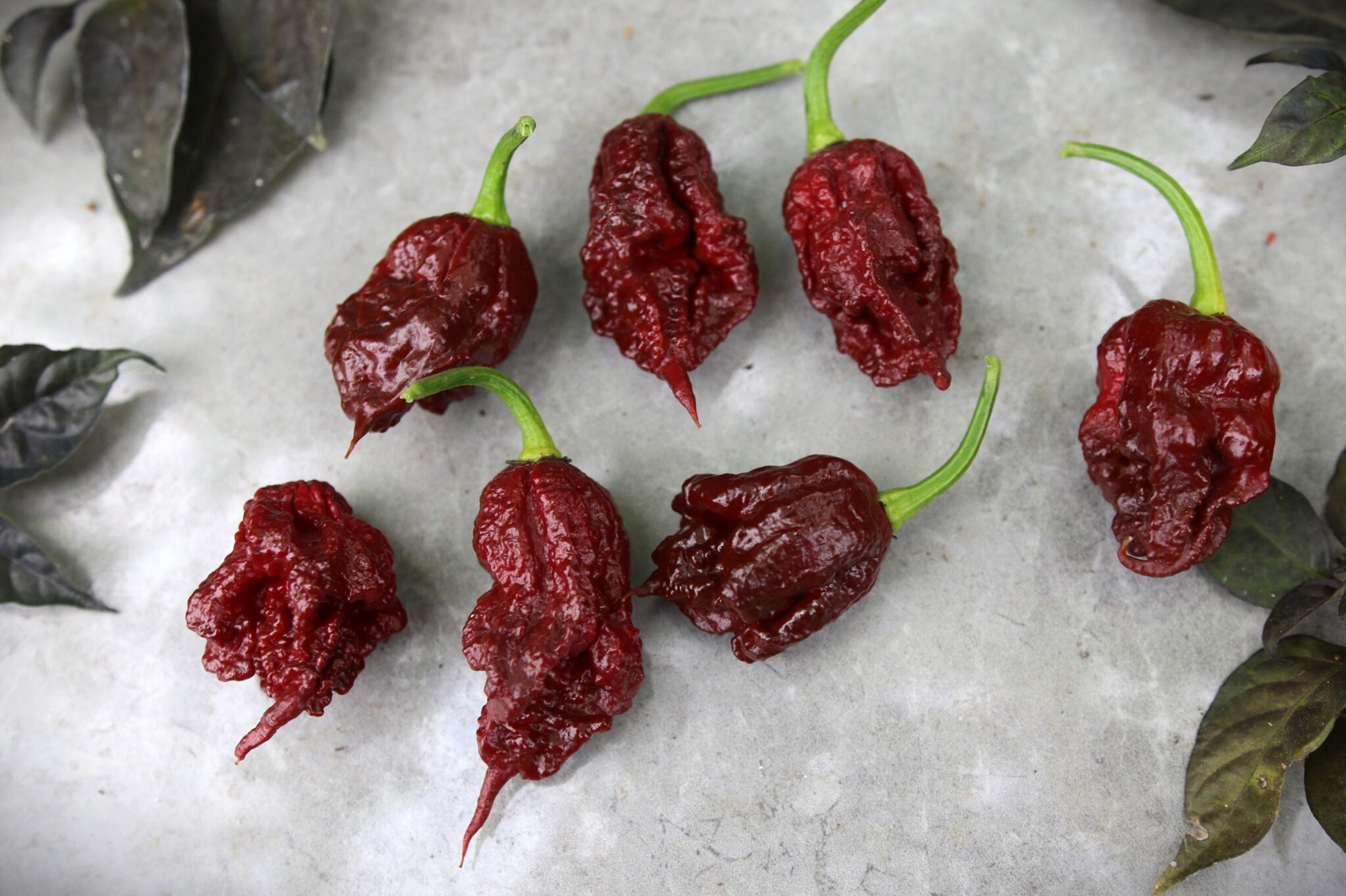 Carolina Reaper Chocolate - Svenskodlade chilifrön från Svenska Frön