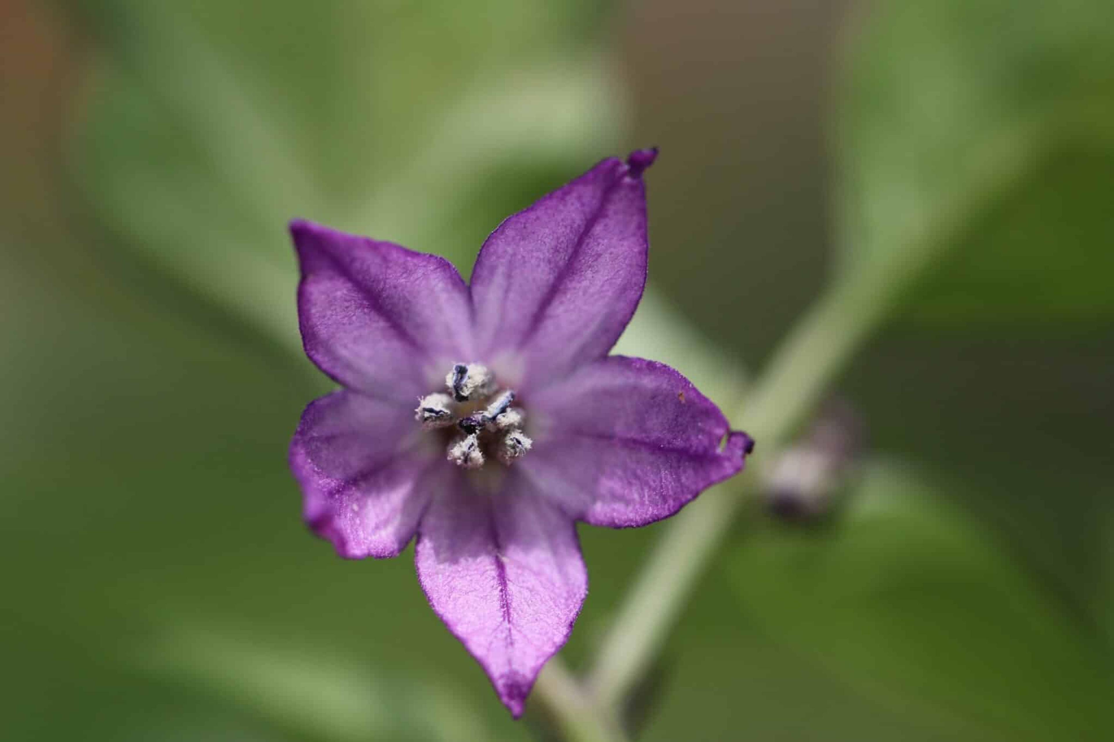 Buena Mulata miniatyrbild 3