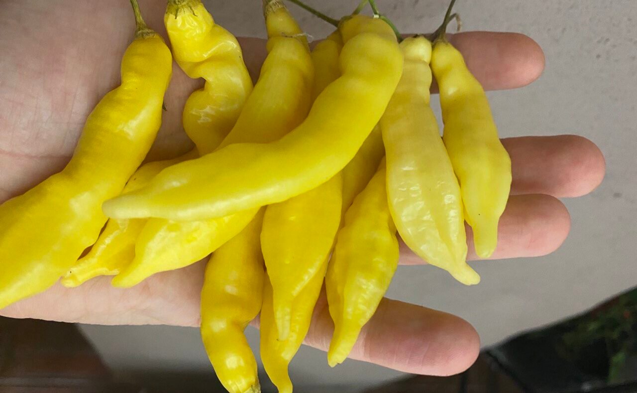 Köp Aji Melocoton Yellow - Chilifrön online hos Svenska Frön Aji Melocoton Yellow - Svenskodlade chilifrön från Svenska Frön