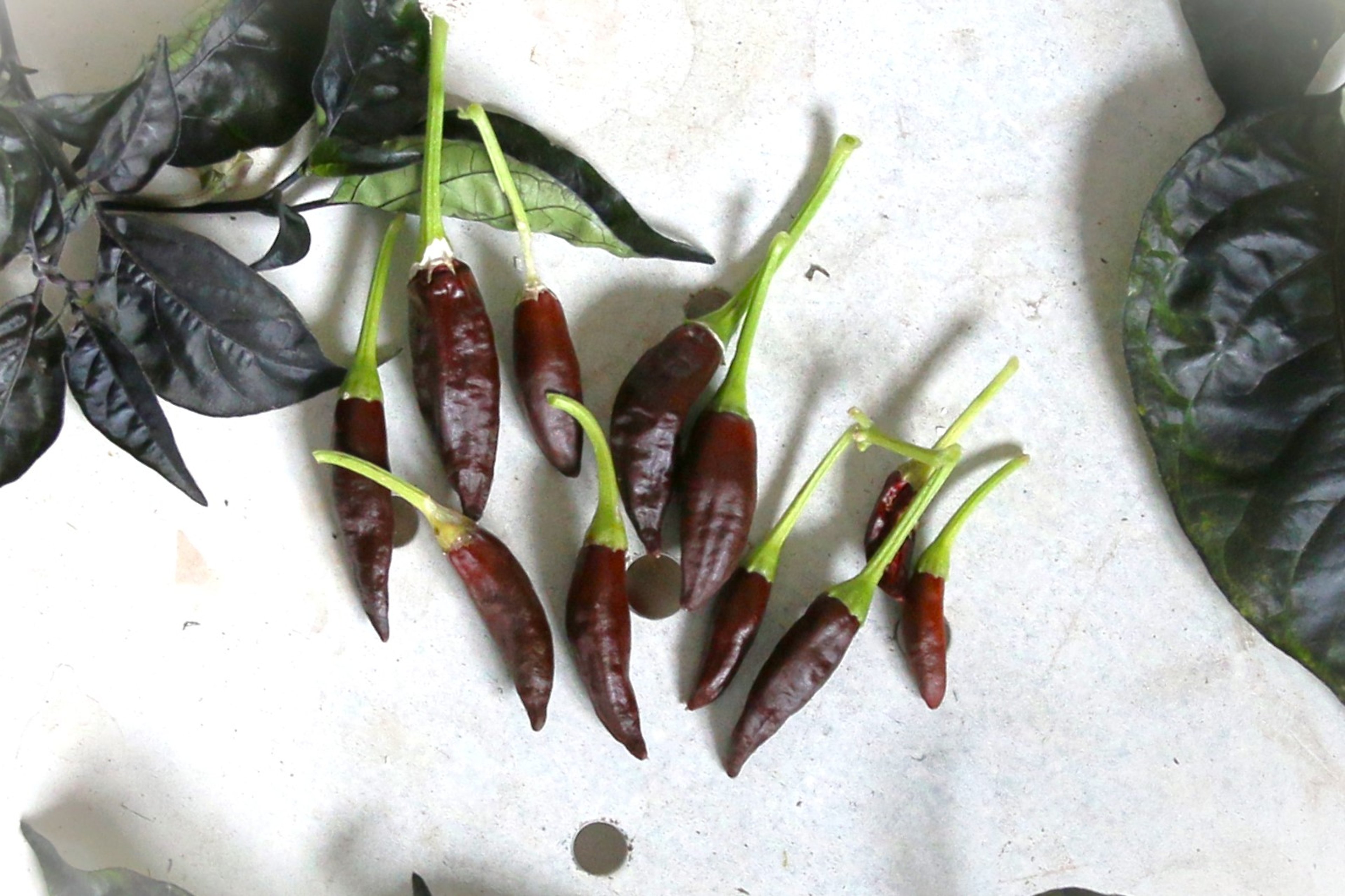 Starrscream Chocolate - Svenskodlade chilifrön från Svenska Frön