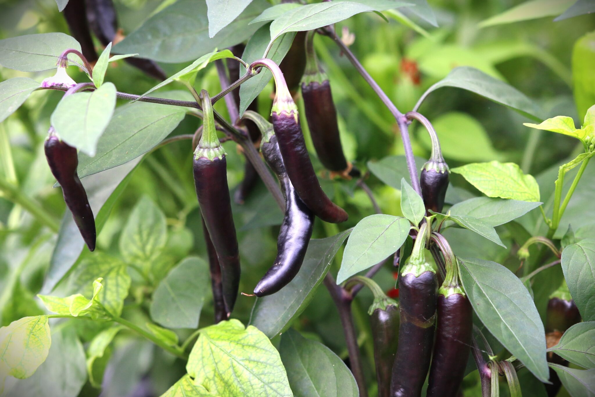 Köp Dream Catcher Hybrid - Chilifrön online hos Svenska Frön Dream Catcher Hybrid - Svenskodlade chilifrön från Svenska Frön