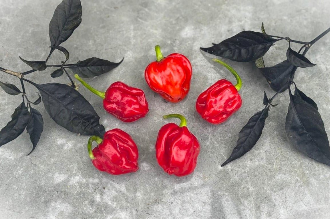 Köp Congo Trinidad - Chilifrön online hos Svenska Frön Congo Trinidad - Svenskodlade chilifrön från Svenska Frön