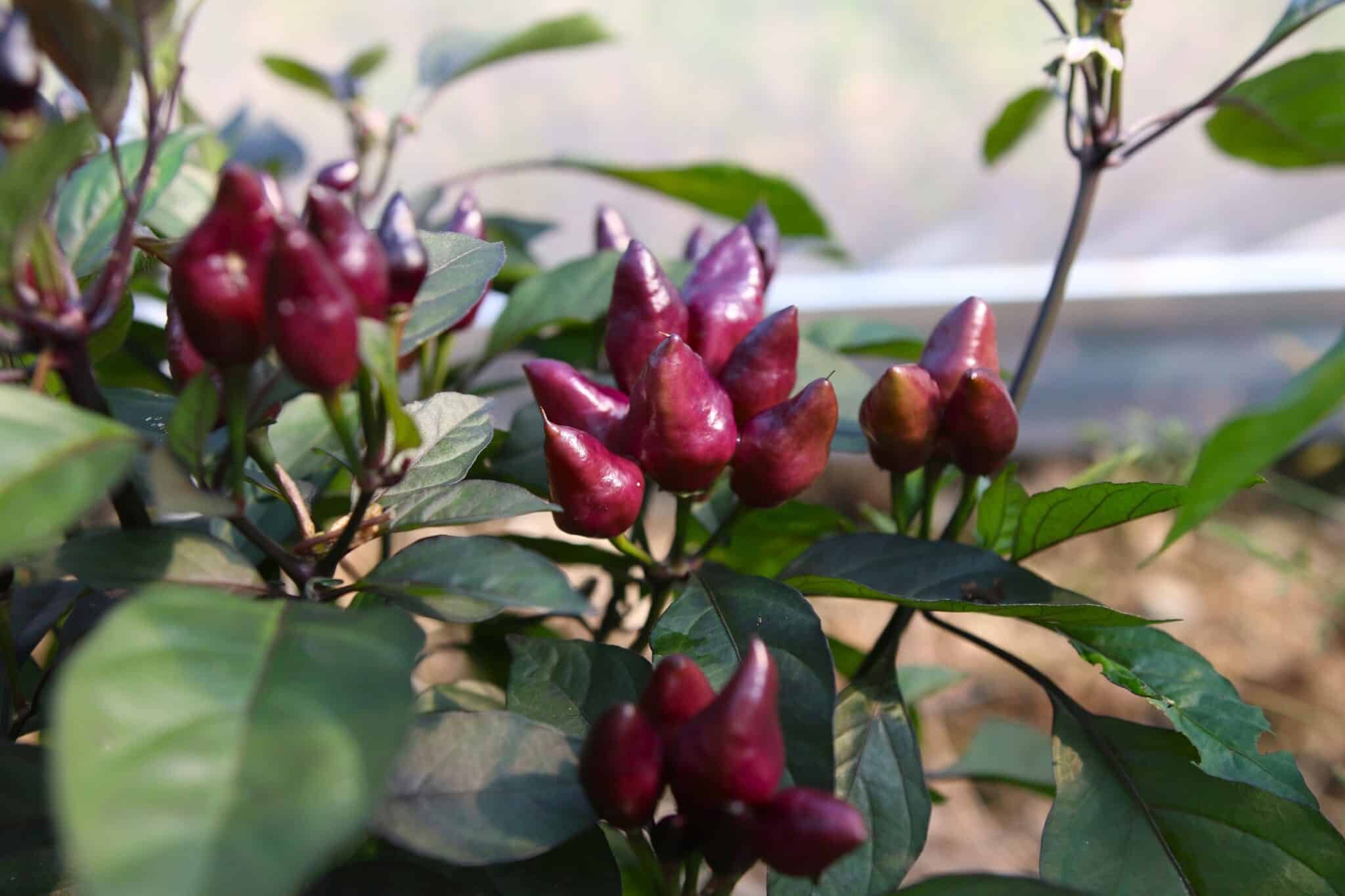 Köp Pimenta Moranga - Chilifrön online hos Svenska Frön Pimenta Moranga - Svenskodlade chilifrön frÄn Svenska Frön