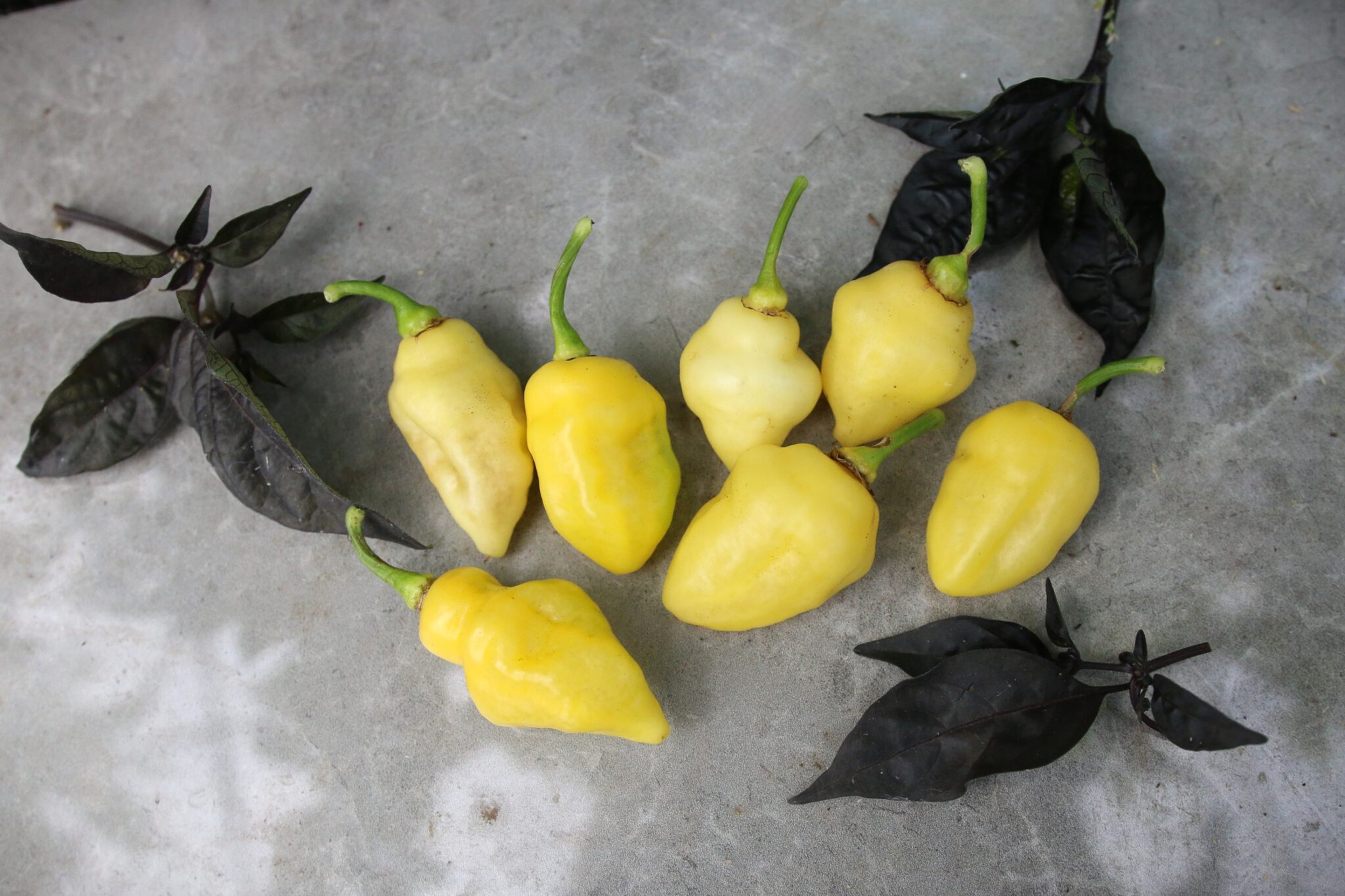 White UFO - Svenskodlade chilifrön från Svenska Frön