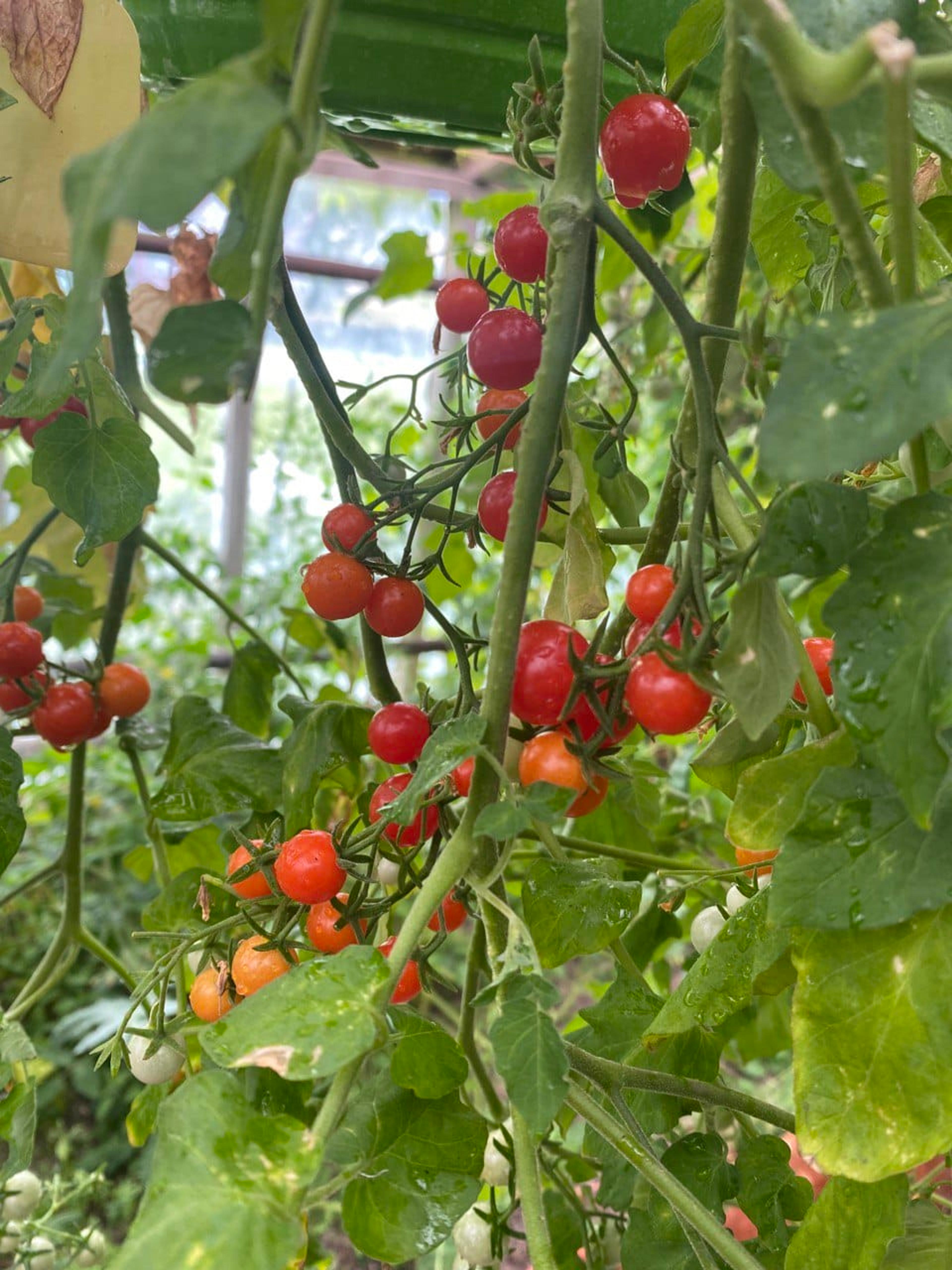 Cherry Cascades miniatyrbild 3