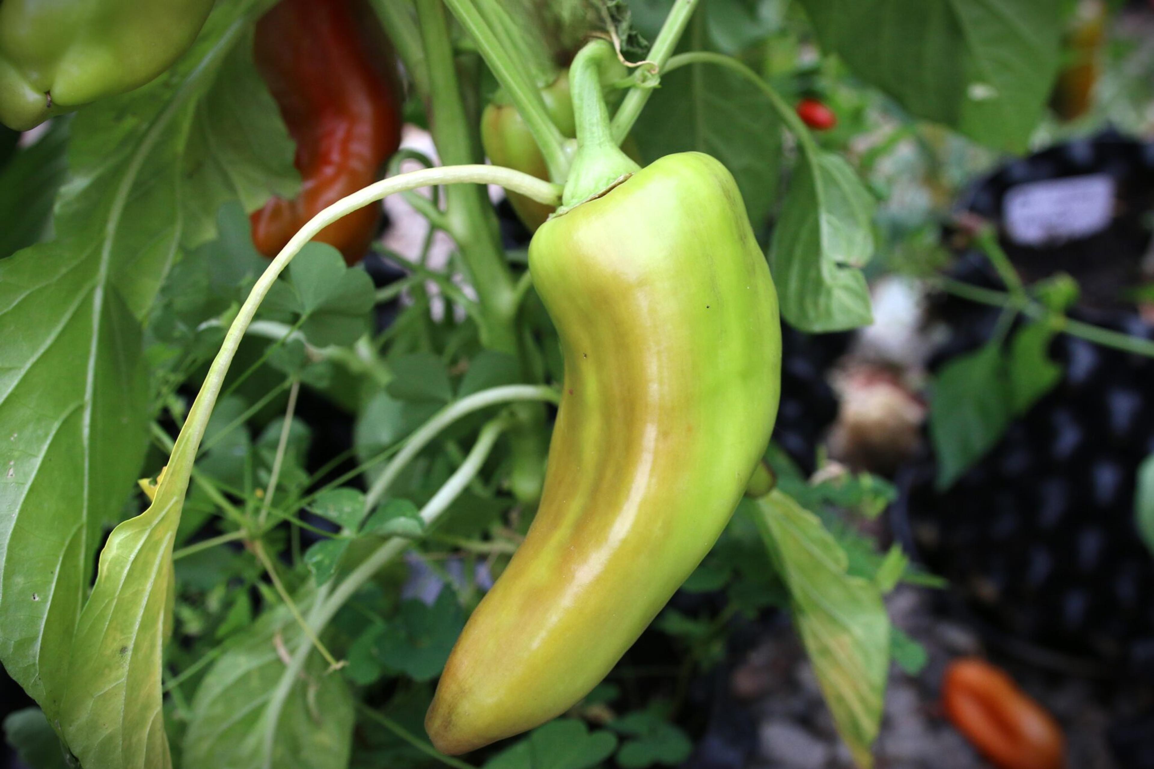 Aconcagua miniatyrbild 2