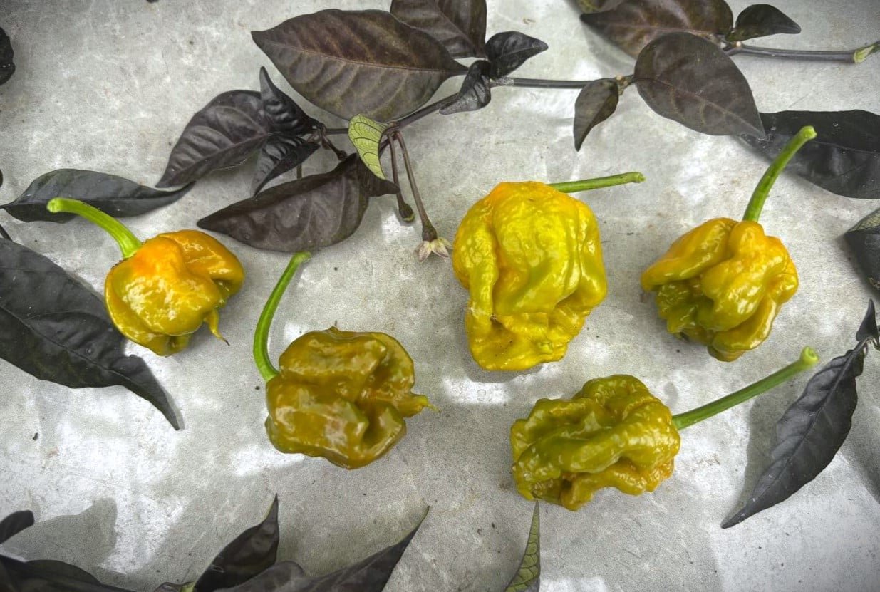 Köp 7 Pot Primo Mustard - Chilifrön online hos Svenska Frön 7 Pot Primo Mustard - Svenskodlade chilifrön från Svenska Frön