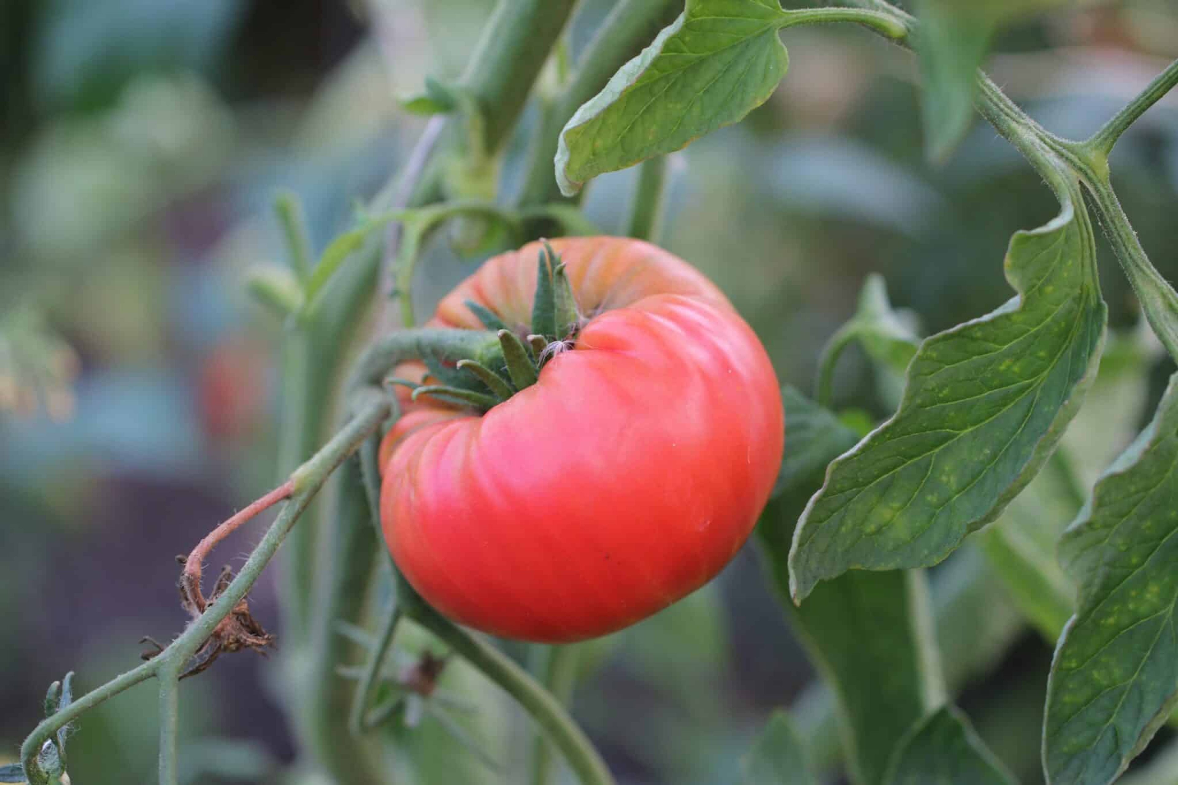 Brandywine Pink - Svenskodlade tomatfrön från Svenska Frön