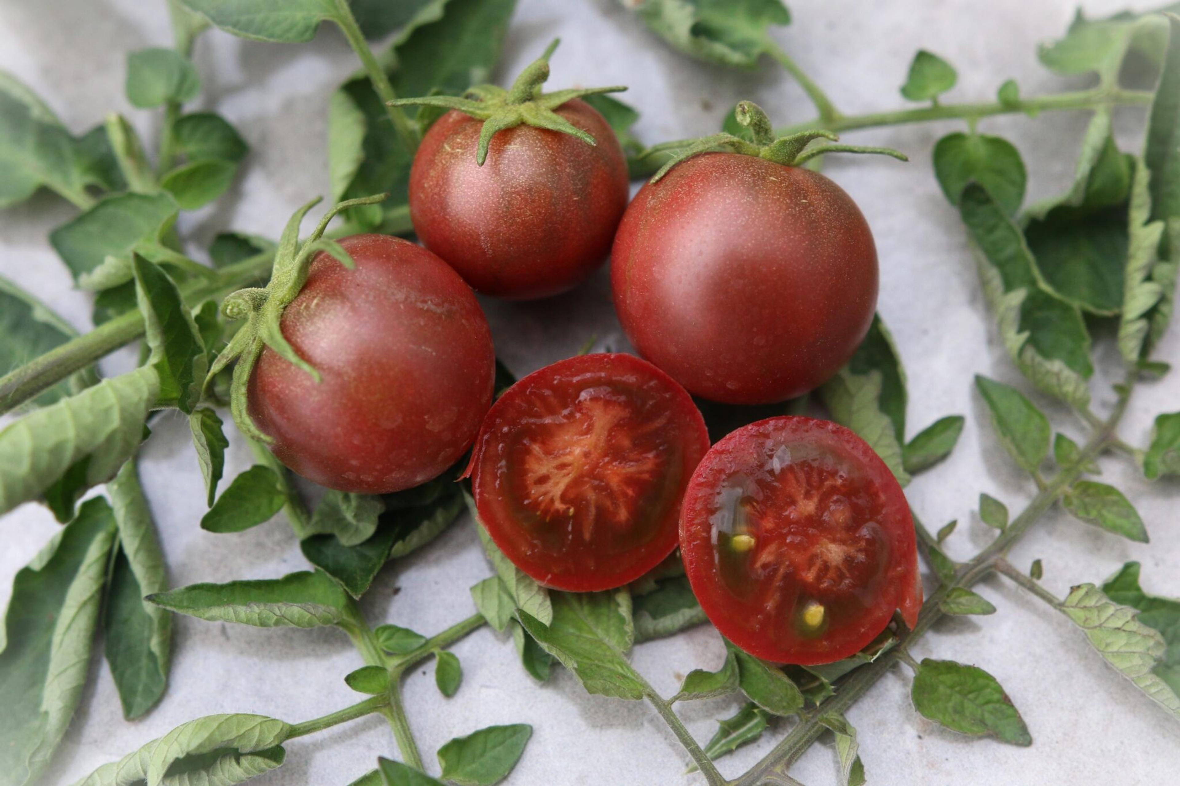 Velvet Night miniatyrbild 1