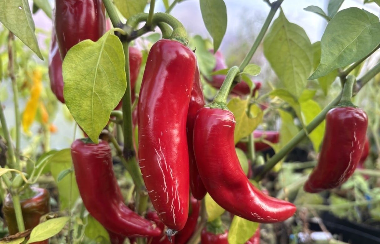 Köp Jalapeno Big Pit - Chilifrön online hos Svenska Frön Jalapeno Big Pit - Svenskodlade chilifrön från Svenska Frön