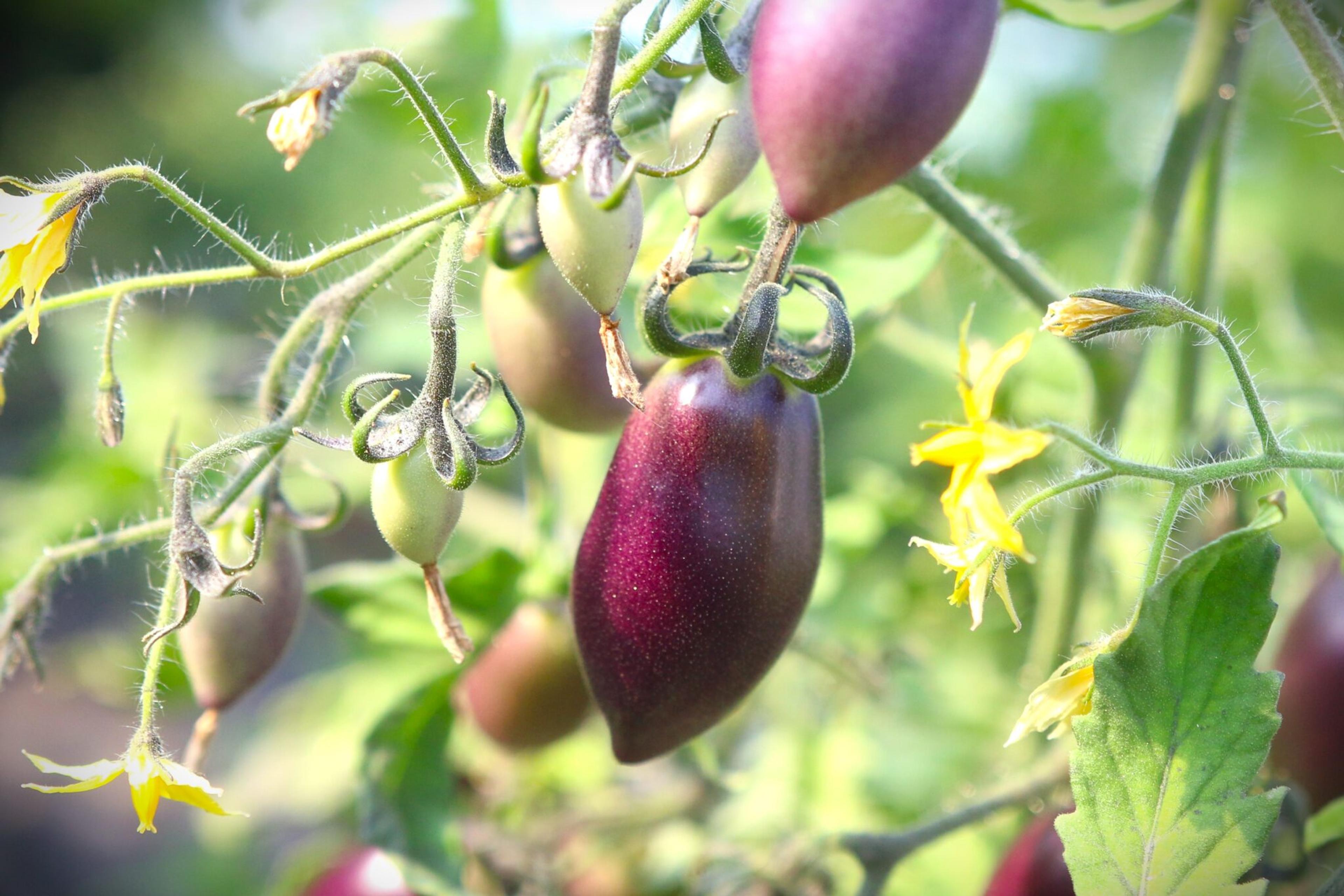 Blue Marzano miniatyrbild 1