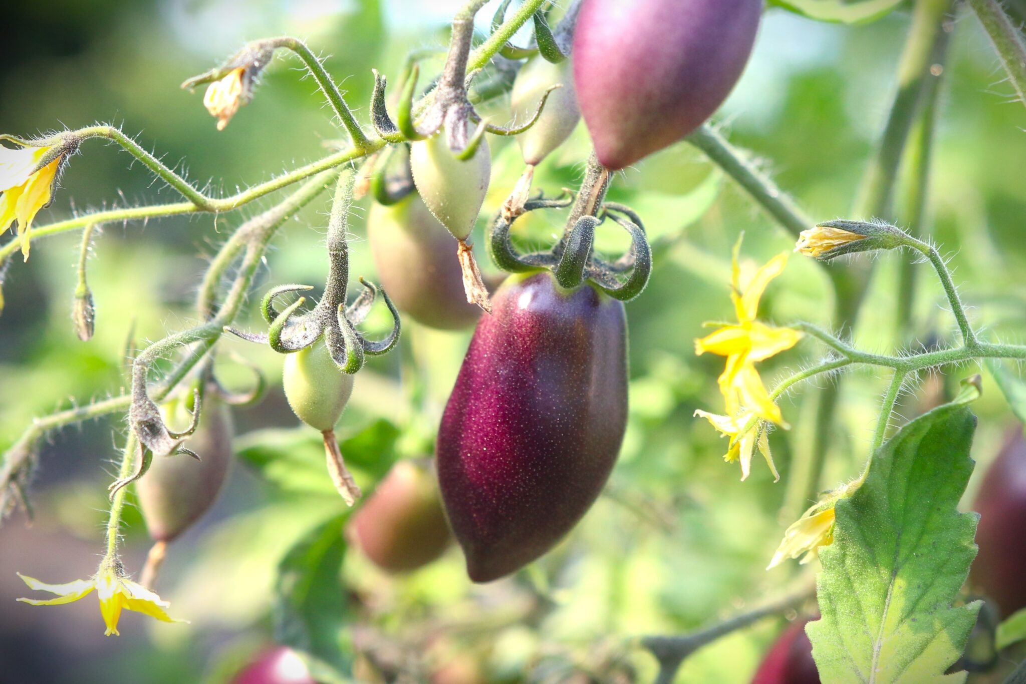 Köp Blue Marzano - Tomatfrön online hos Svenska Frön Blue Marzano - Svenskodlade tomatfrön från Svenska Frön