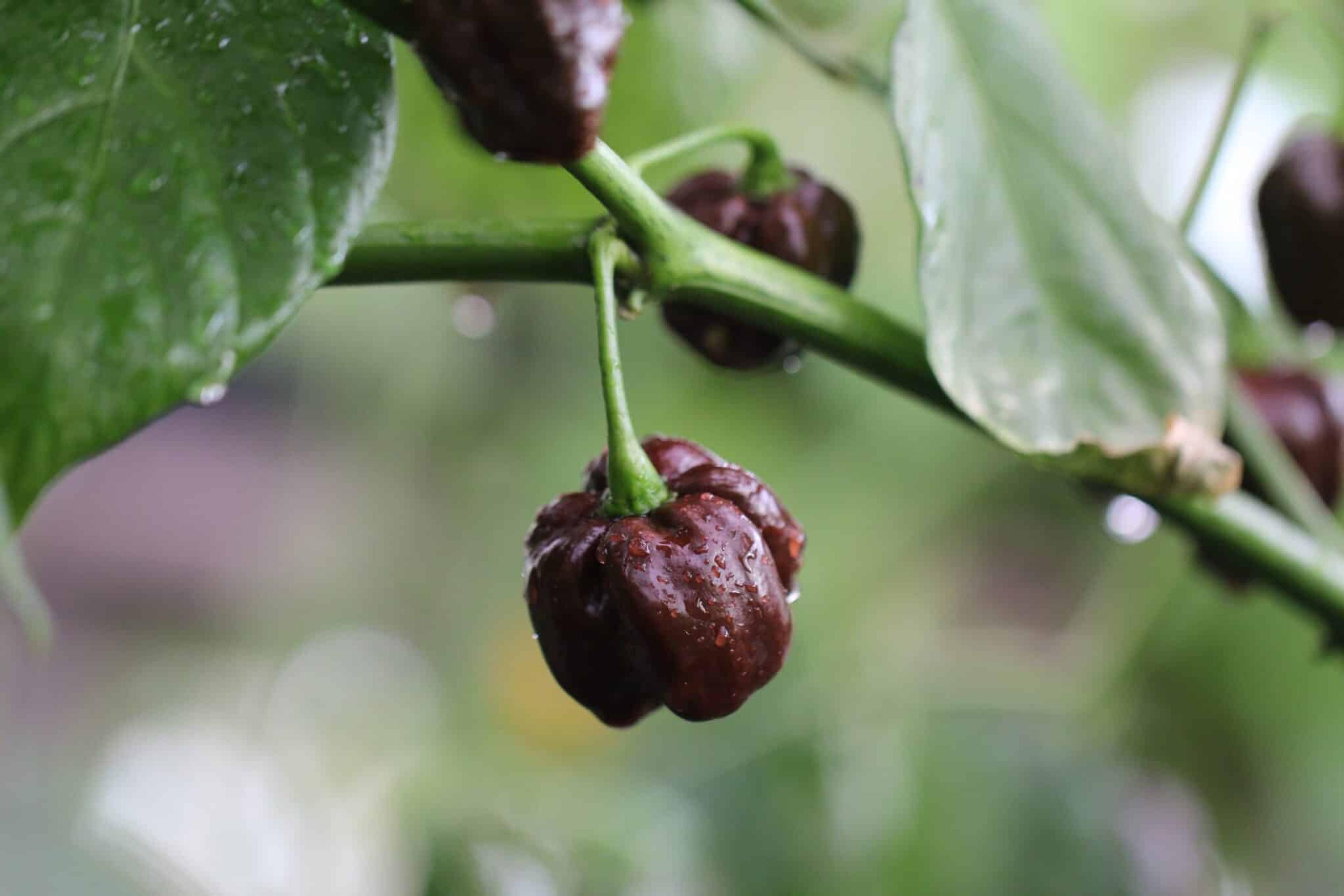 Scotch Bonnet Chocolate miniatyrbild 2