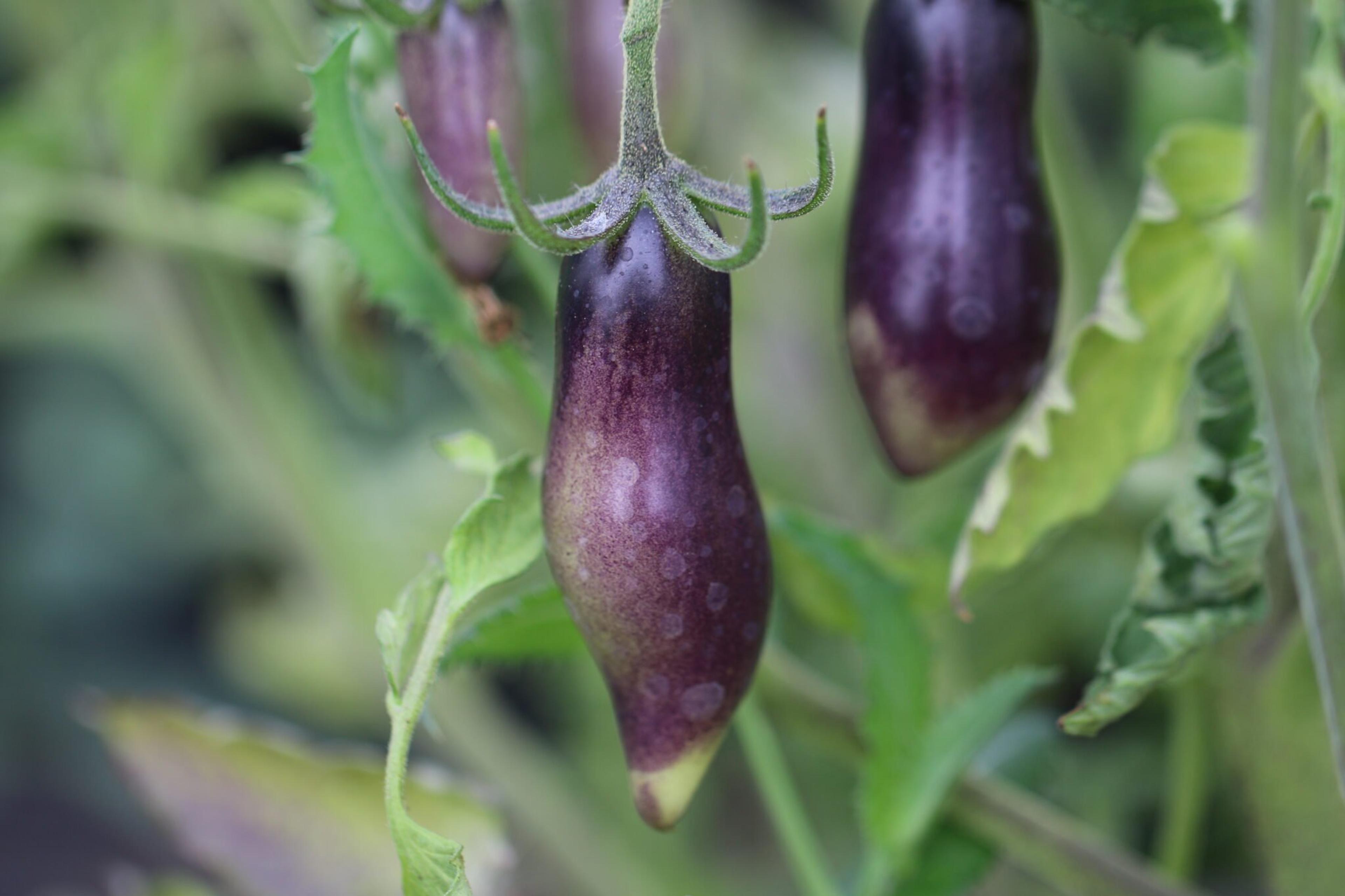 Slivka Gurman miniatyrbild 2