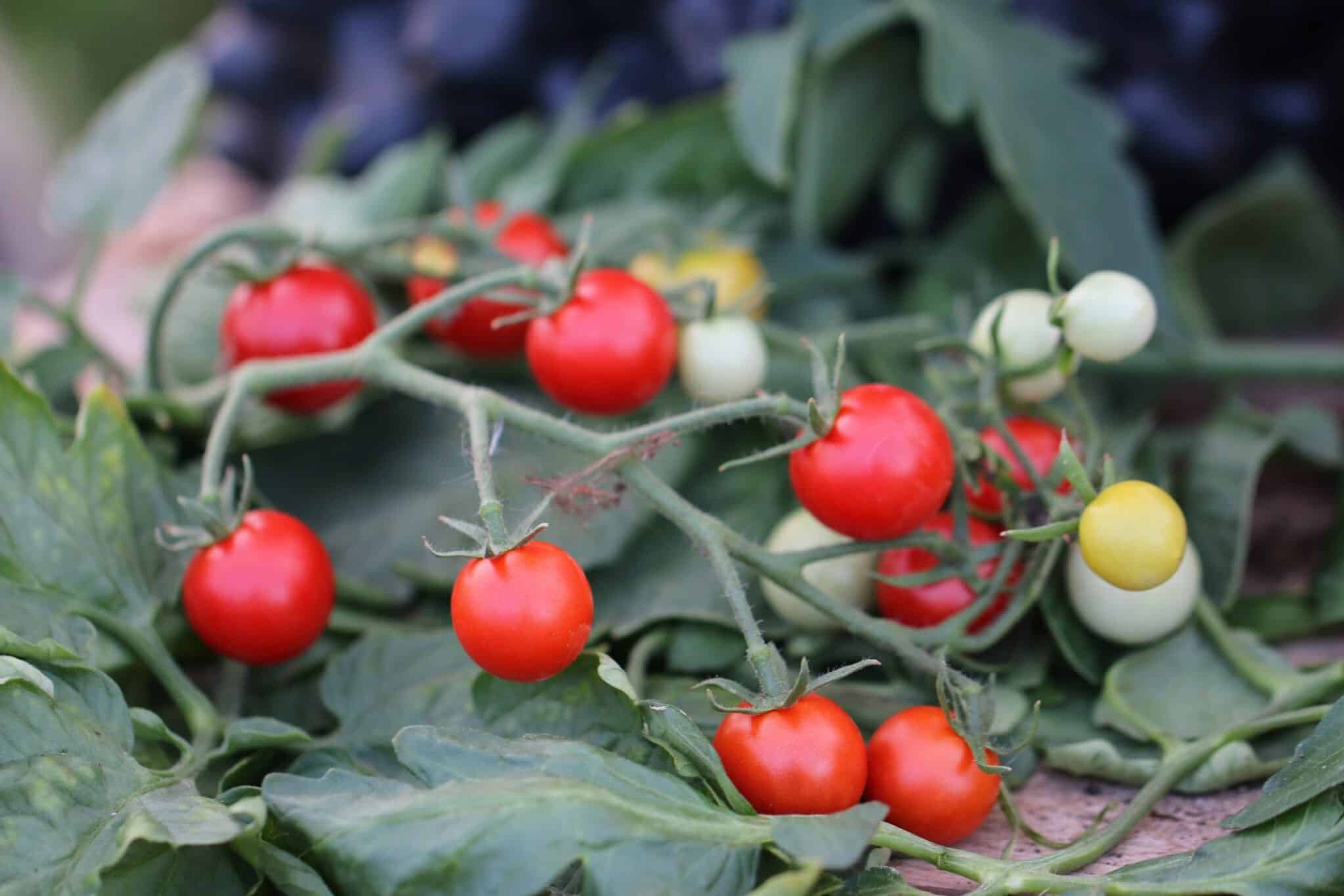 Pokusa - Svenskodlade tomatfrön från Svenska Frön