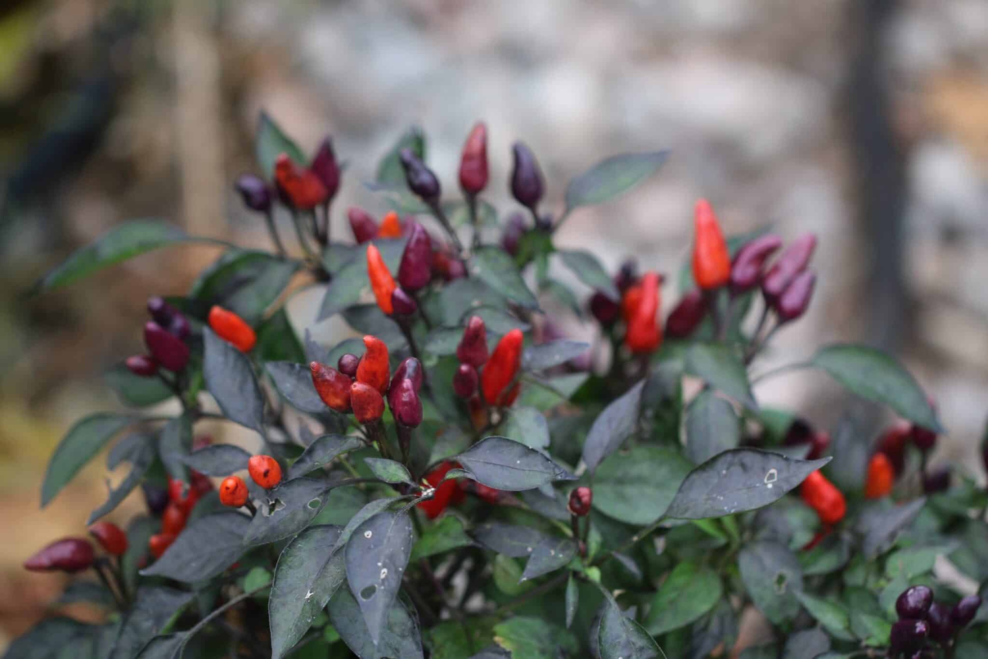 Explosive Ember - Svenskodlade chilifrön från Svenska Frön