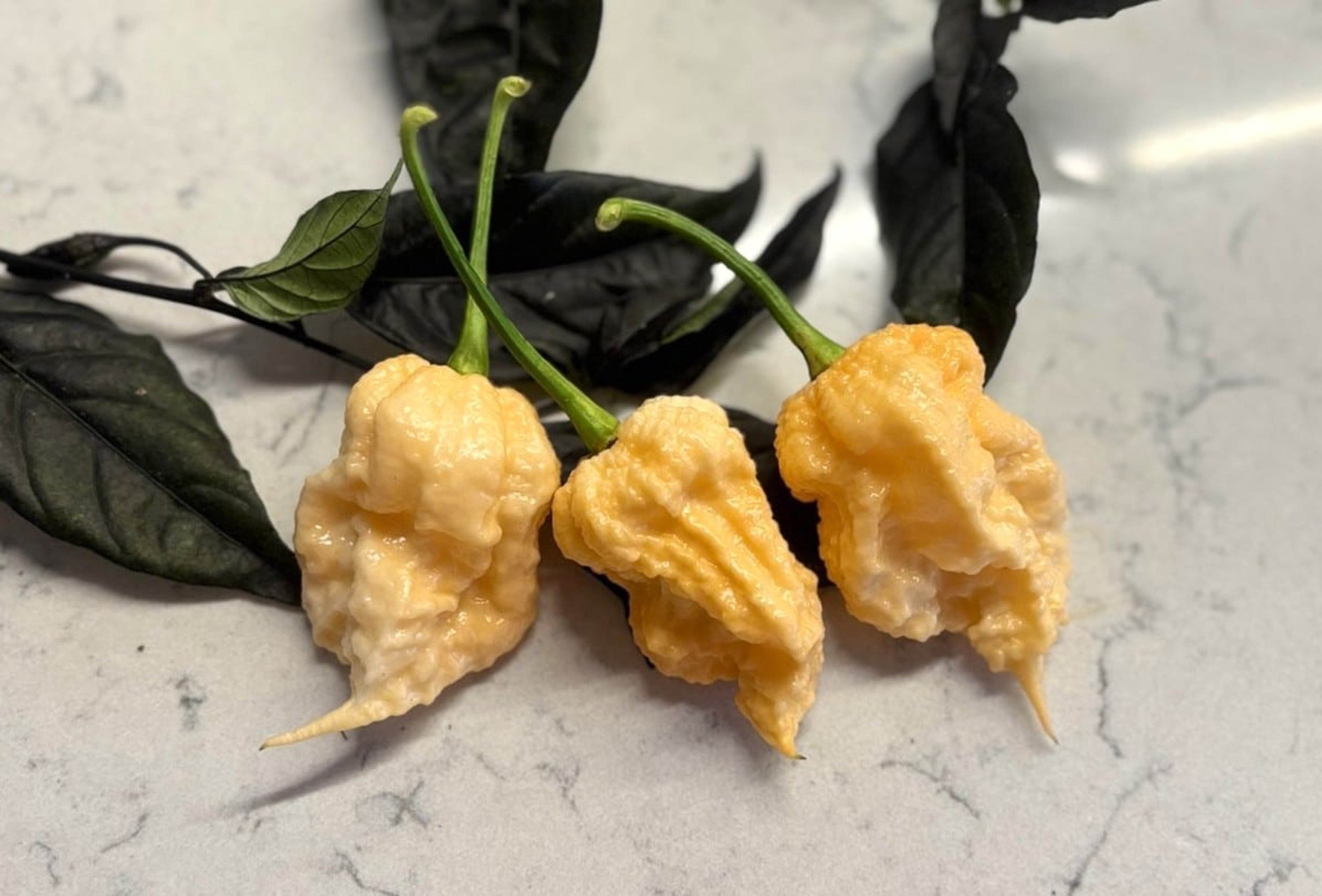 Peach Miasma - Svenskodlade chilifrön från Svenska Frön