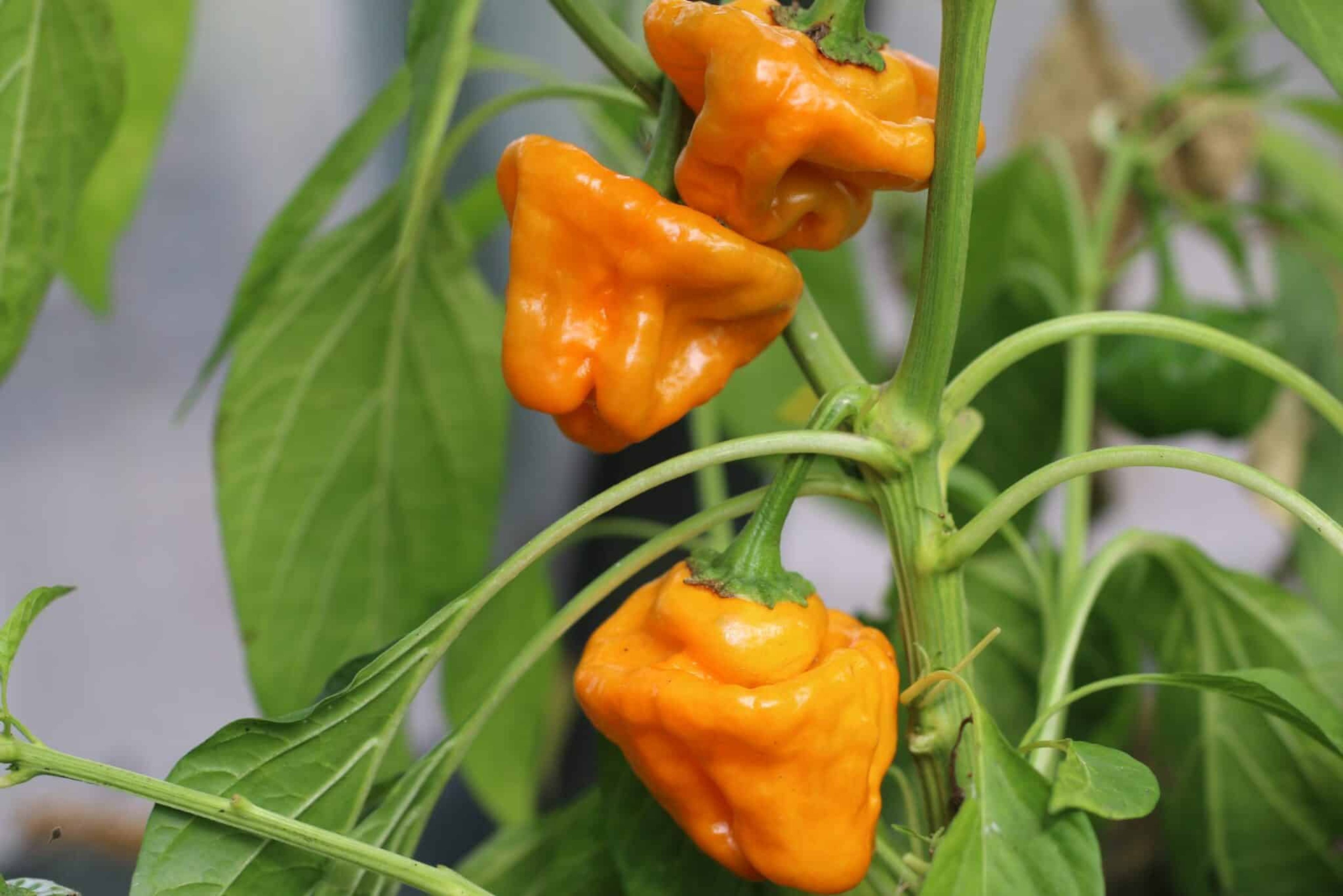 Scotch Bonnet Yellow - Svenskodlade chilifrön från Svenska Frön