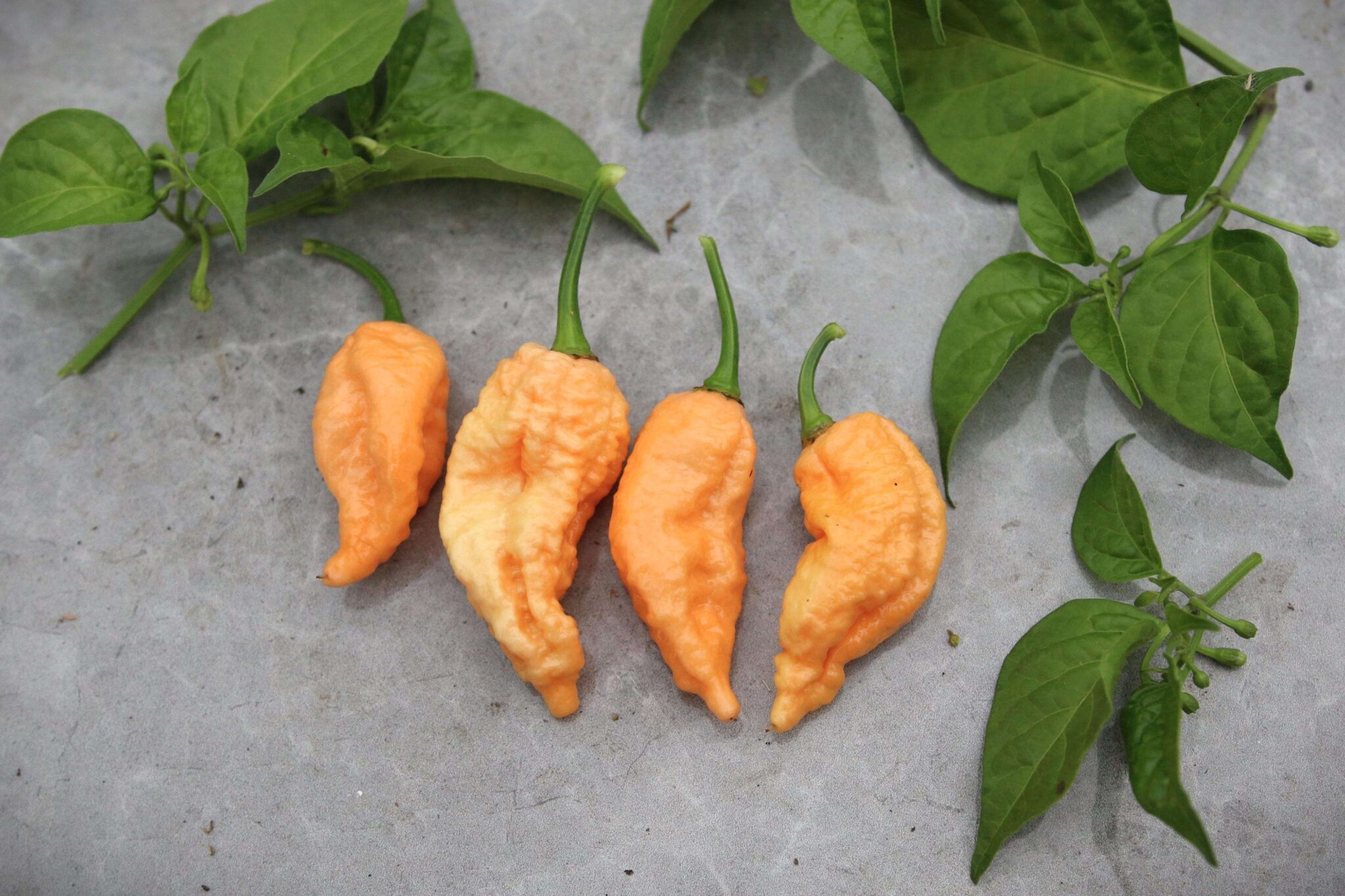 Borg 9 Peach miniatyrbild 2