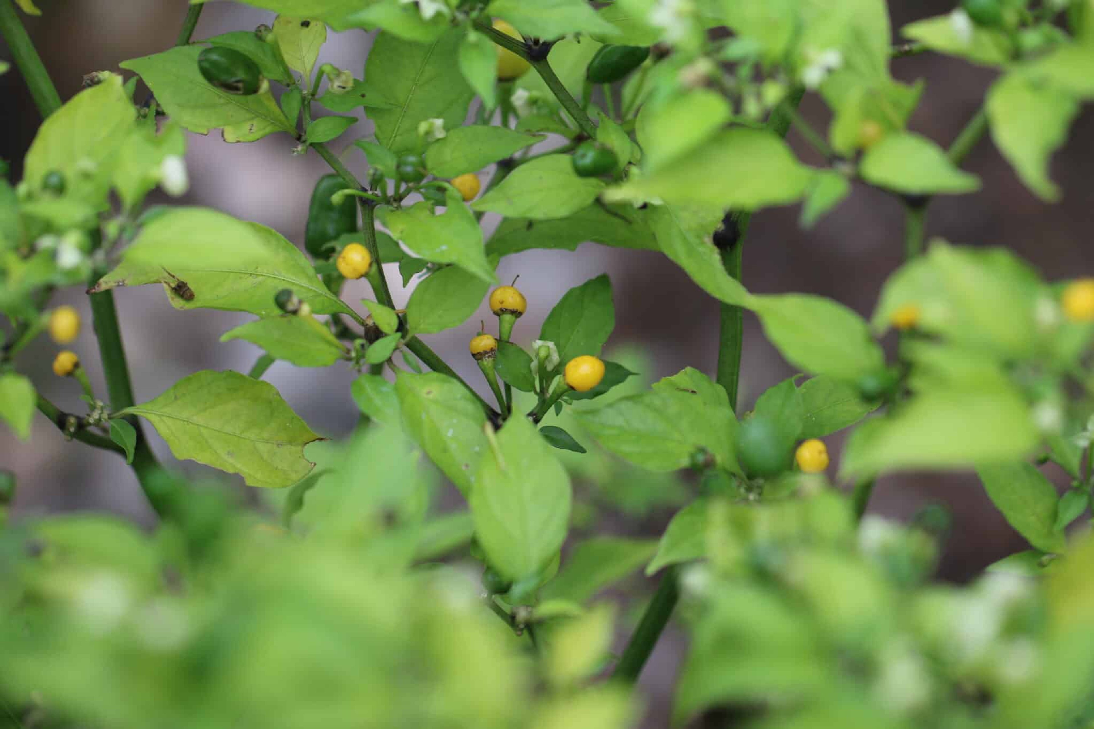 Vulcain - Svenskodlade chilifrön från Svenska Frön