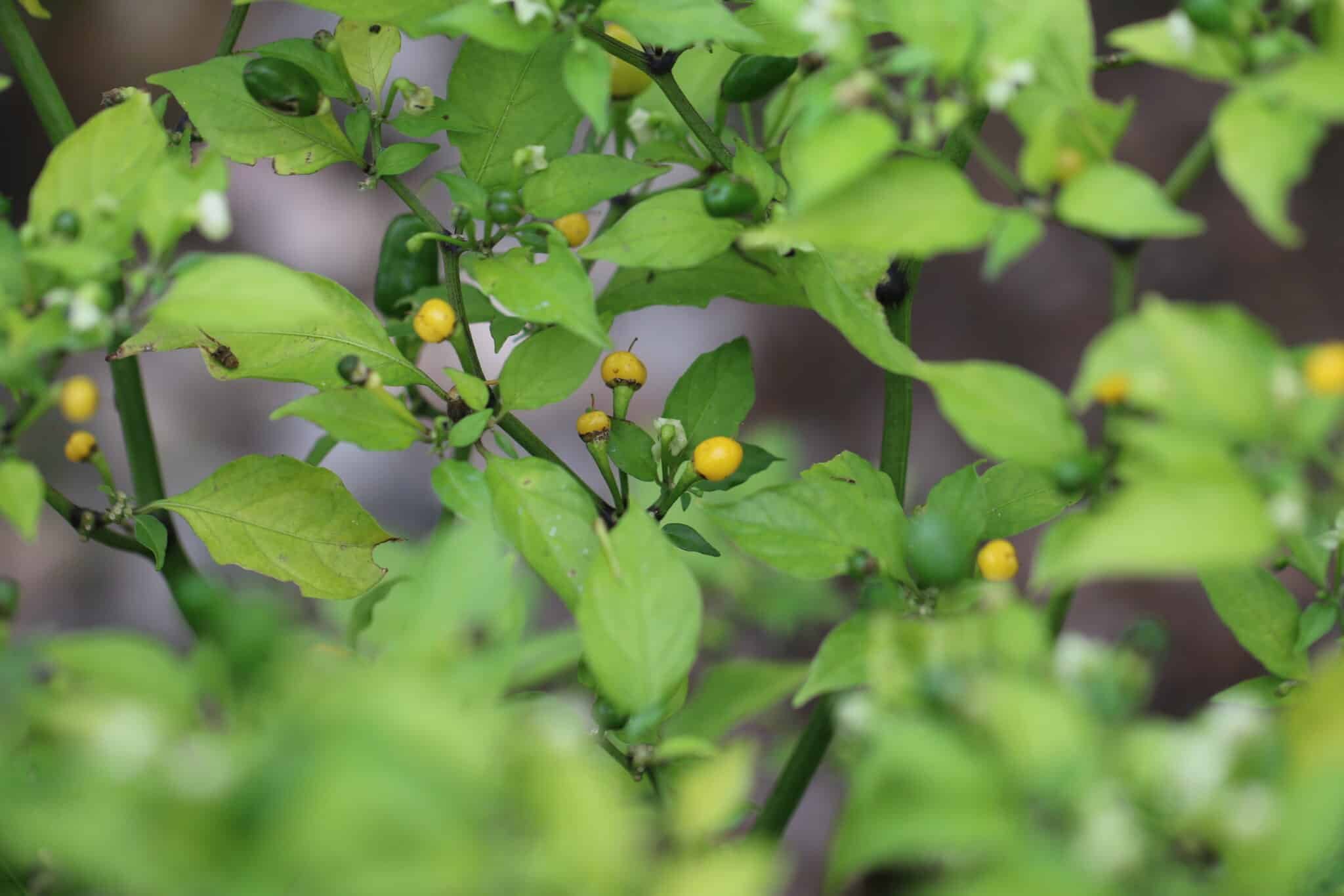 Köp Vulcain - Chilifrön online hos Svenska Frön Vulcain - Svenskodlade chilifrön från Svenska Frön