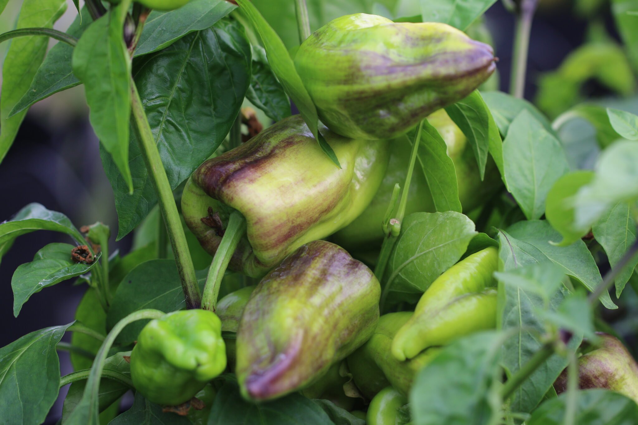 Köp Beaver Dam - Chilifrön online hos Svenska Frön Beaver Dam - Svenskodlade chilifrön från Svenska Frön