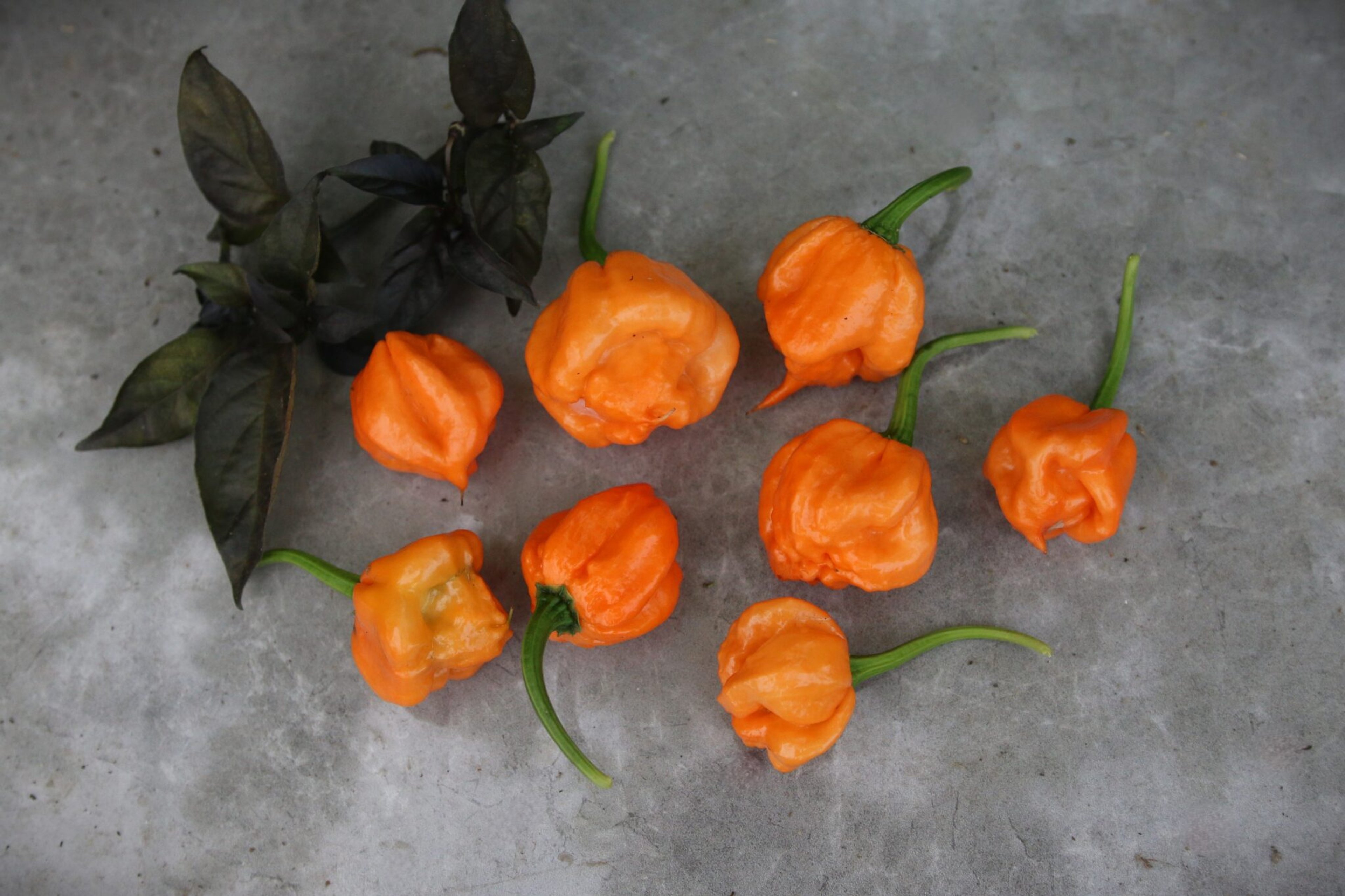 Bahamian Goat Pepper - Svenskodlade chilifrön från Svenska Frön