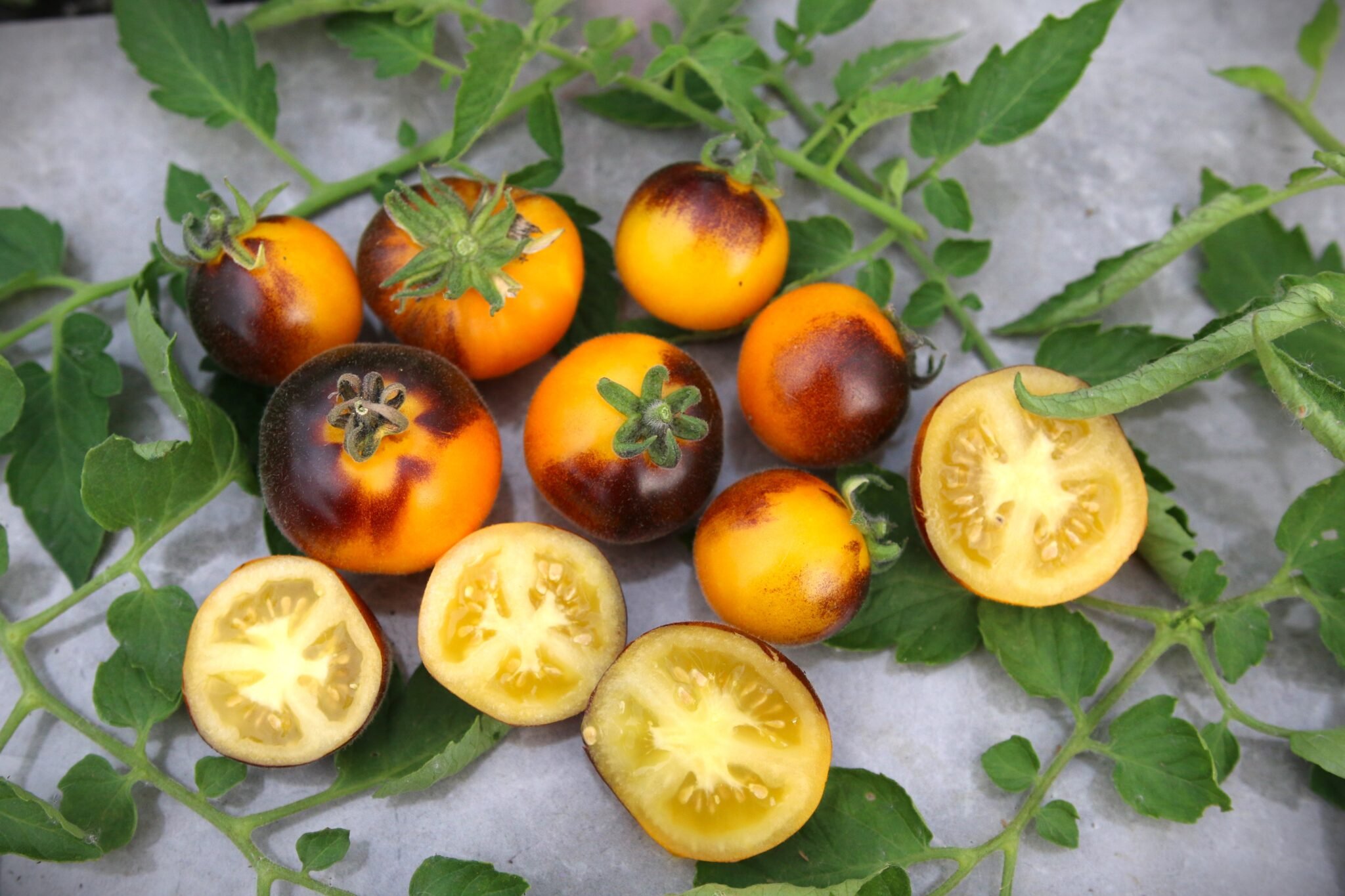 Köp Elma Blue - Tomatfrön online hos Svenska Frön Elma Blue - Svenskodlade tomatfrön från Svenska Frön