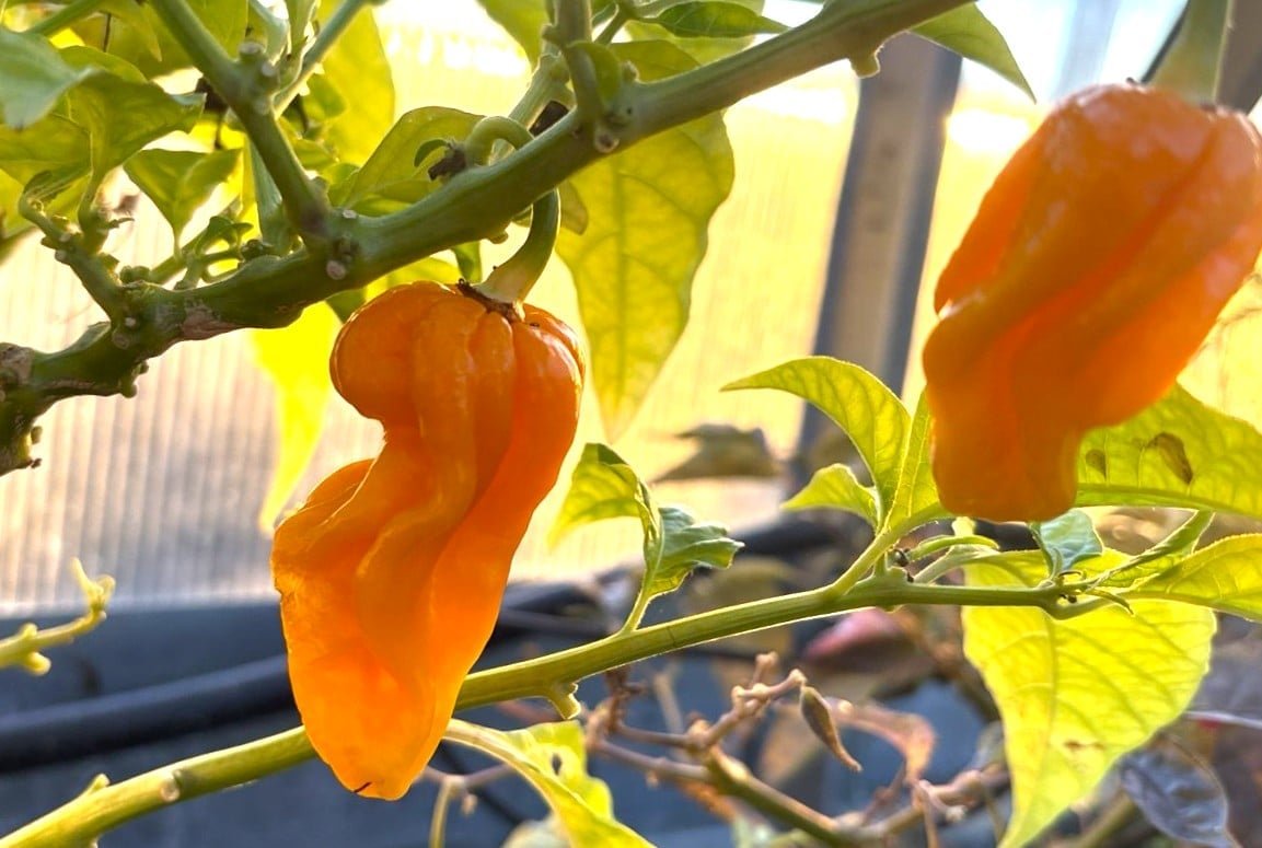Köp Aji Umba Yellow - Chilifrön online hos Svenska Frön Aji Umba Yellow - Svenskodlade chilifrön frÄn Svenska Frön