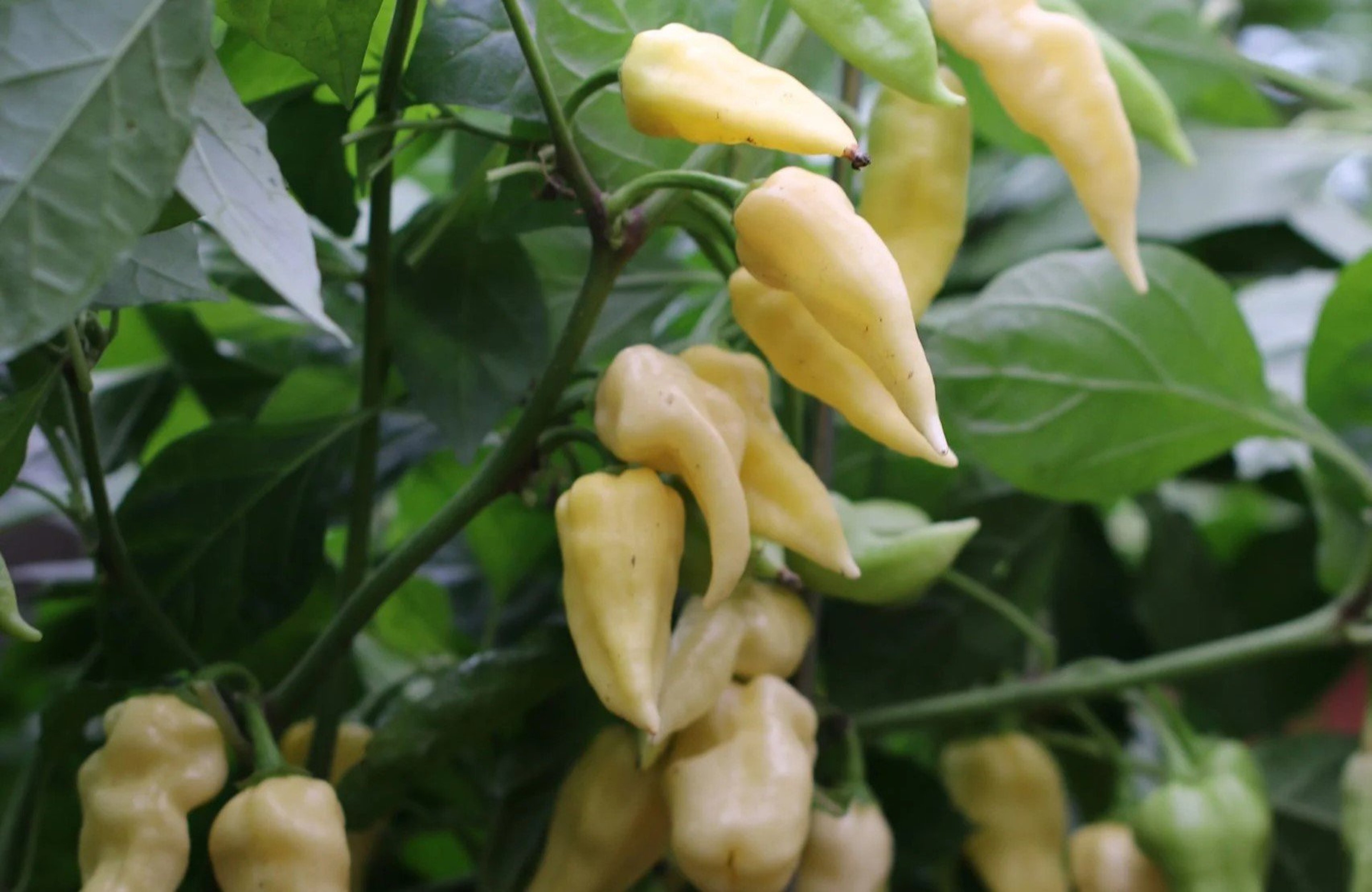 Bhut Jolokia White - Svenskodlade chilifrön från Svenska Frön