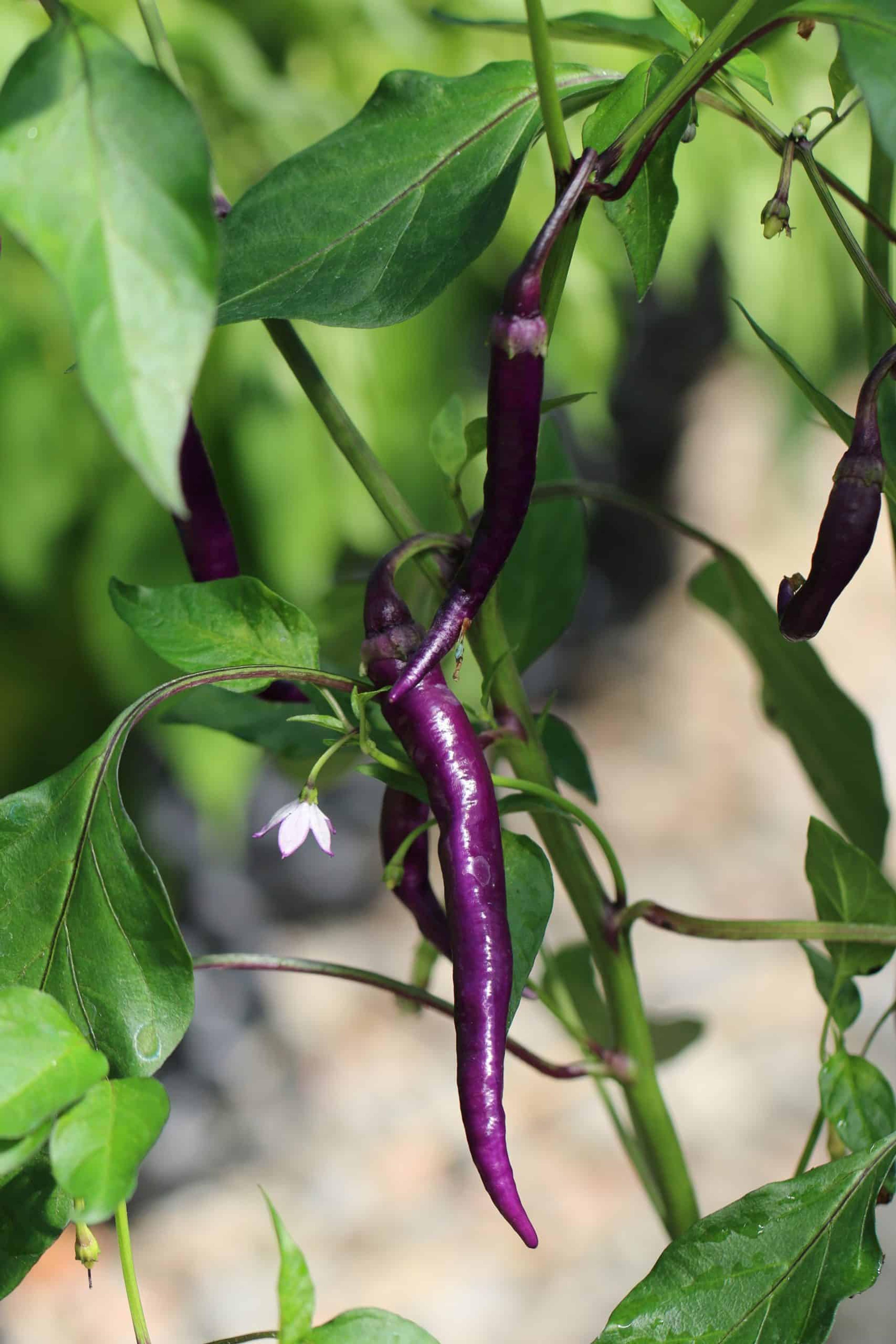 Buena Mulata miniatyrbild 2