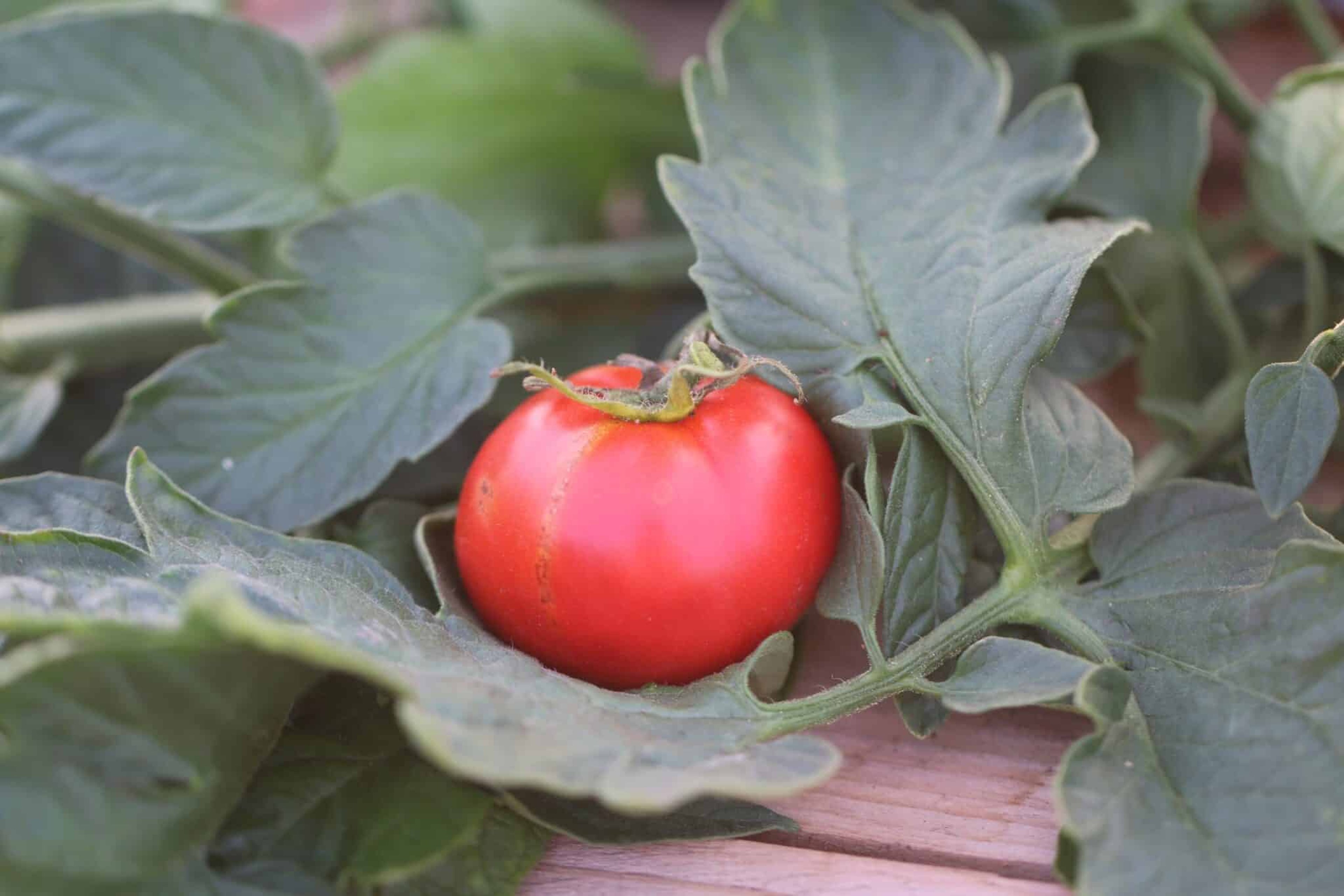 Marglobe - Svenskodlade tomatfrön från Svenska Frön